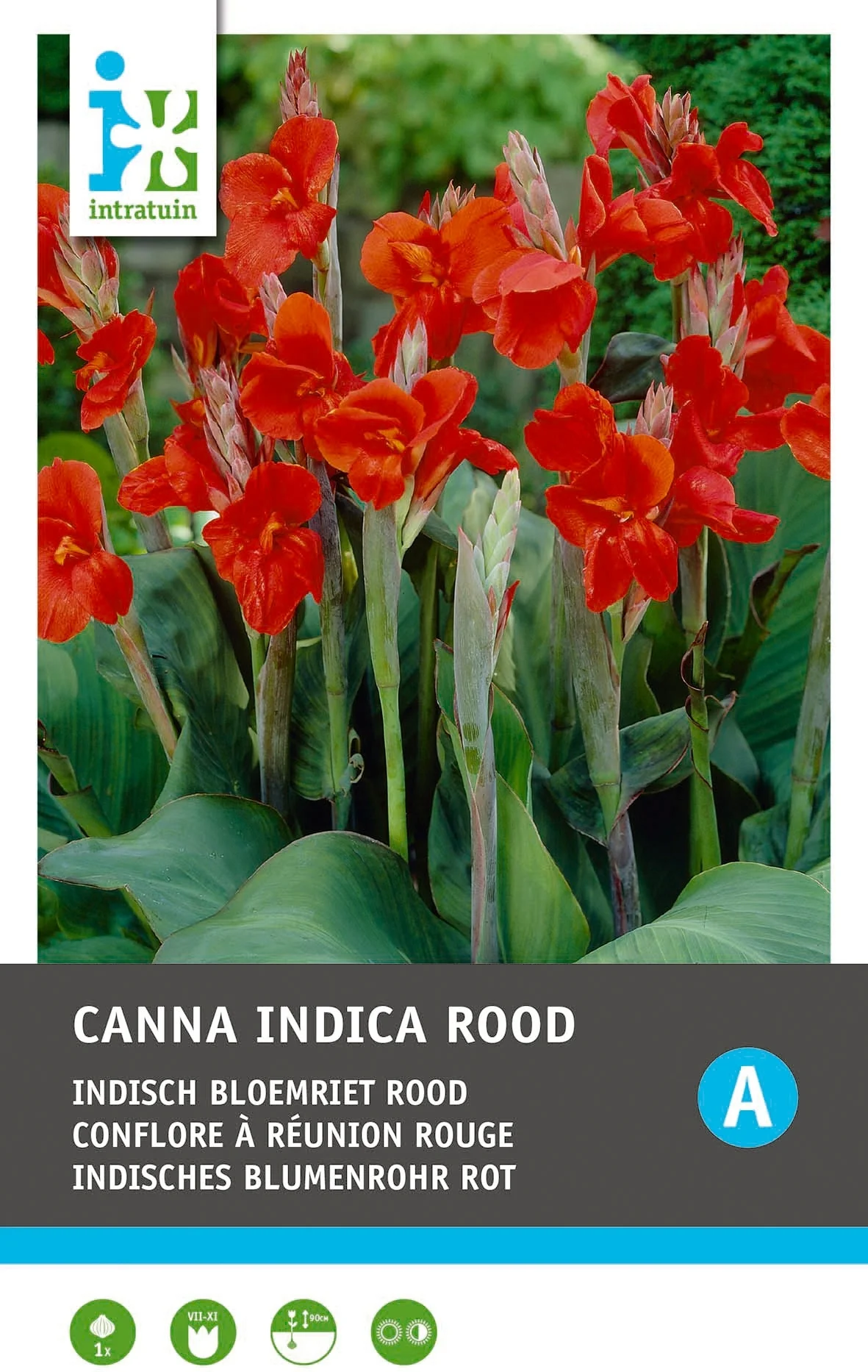 Intratuin Indisch bloemriet knol (Canna indica 'Greenleaves') rood 2 stuks