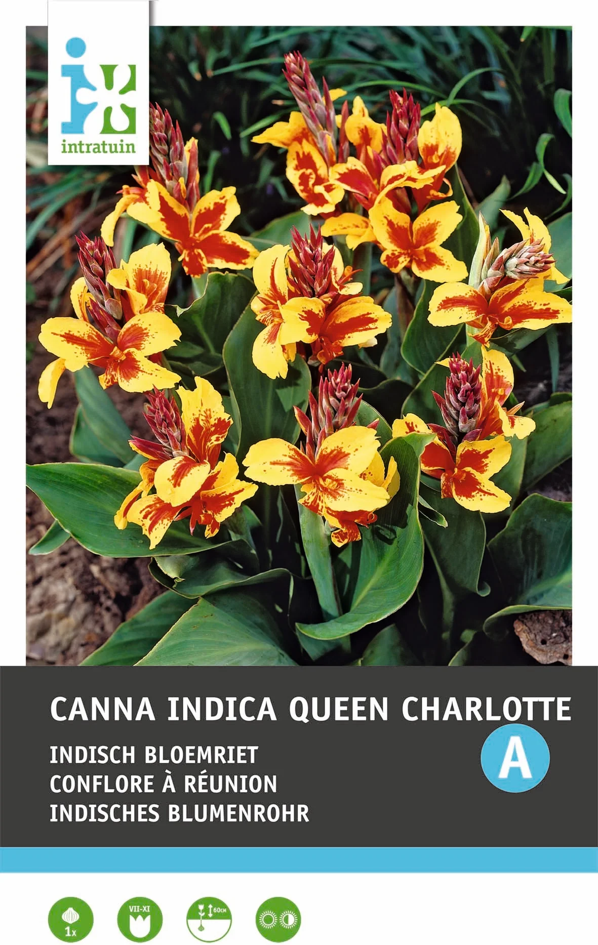 Intratuin knol Indisch bloemriet (Canna indica 'Lucifer') 2 stuks