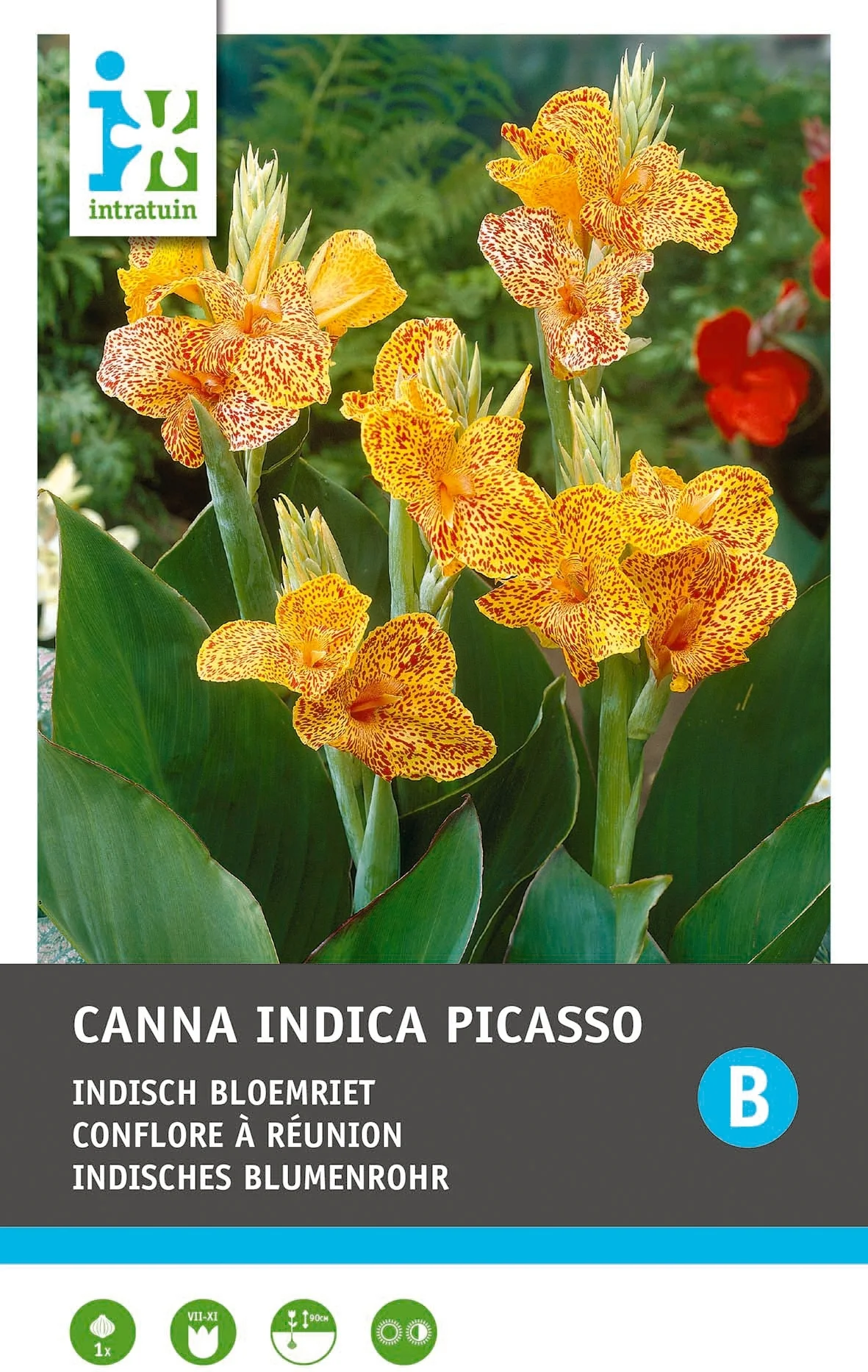 Intratuin Indisch bloemriet knol (Canna indica 'Lucifer Picasso') 2 stuks