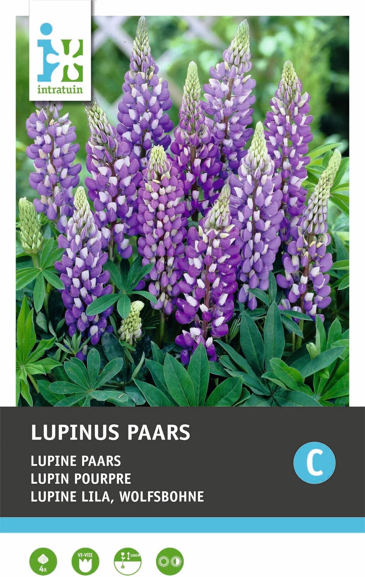 Intratuin knol Lupine (Lupinus) paars 4 stuks
