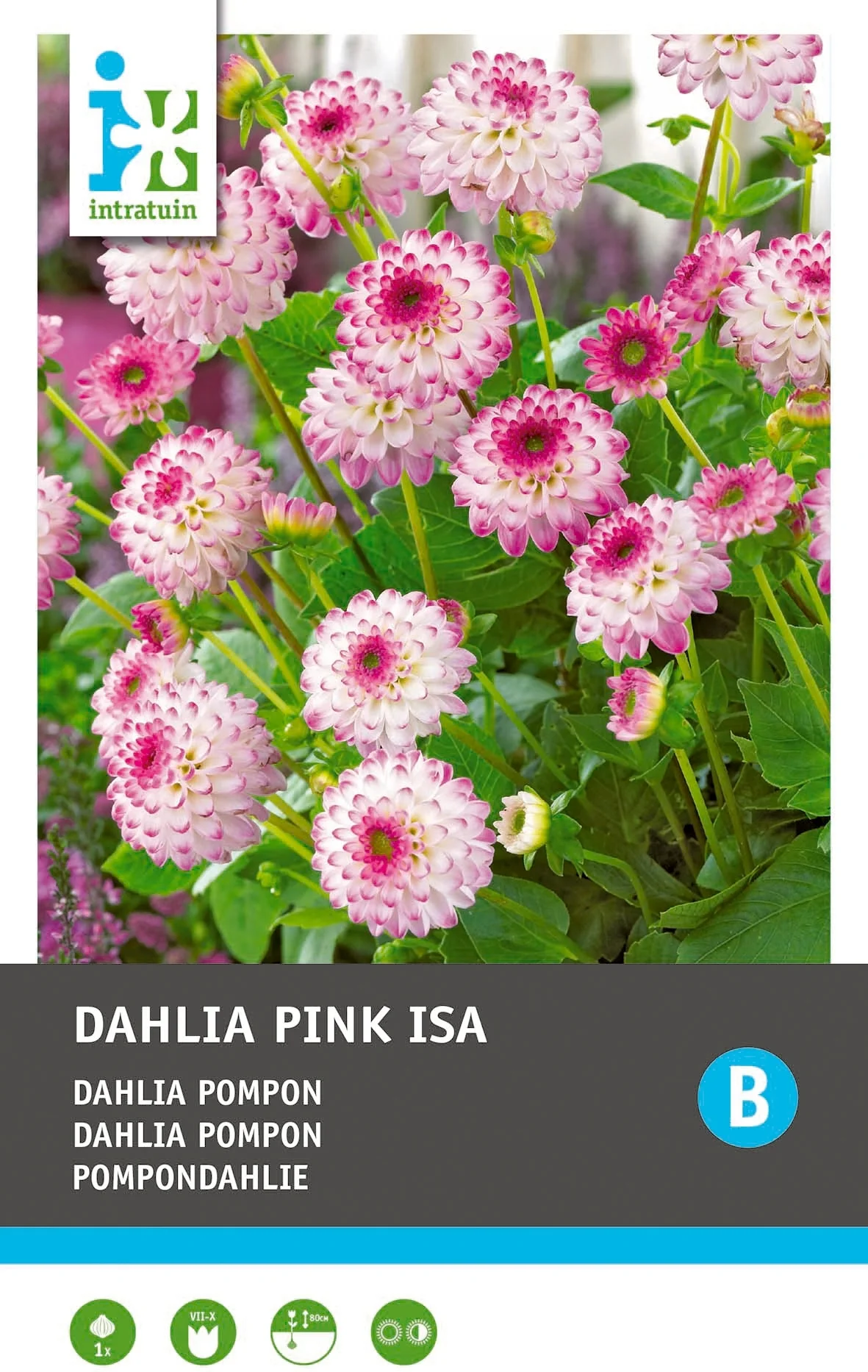 Intratuin Dahlia knol (Dahlia pompon 'Pink Isa')