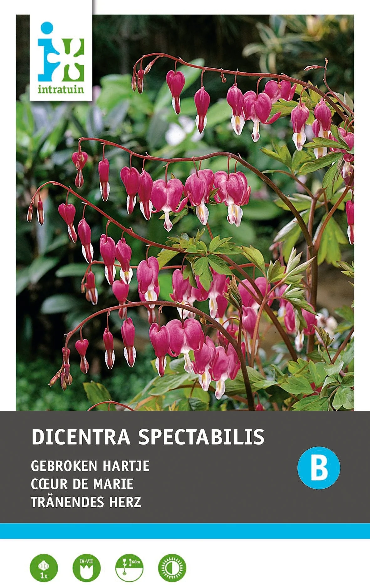 Intratuin Gebroken hartje knol (Dicentra spectabilis 'Pink')