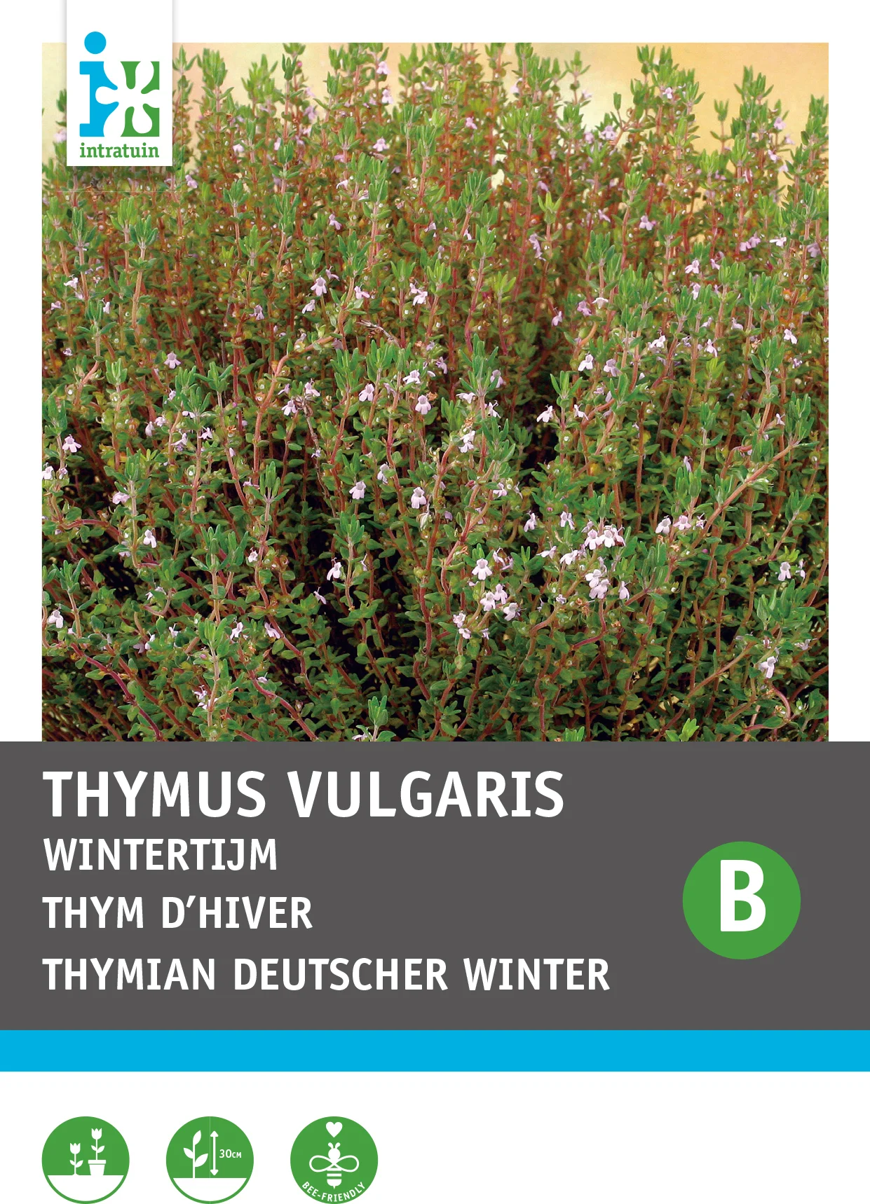 Intratuin groentezaad Wintertijm (Thymus vulgaris)