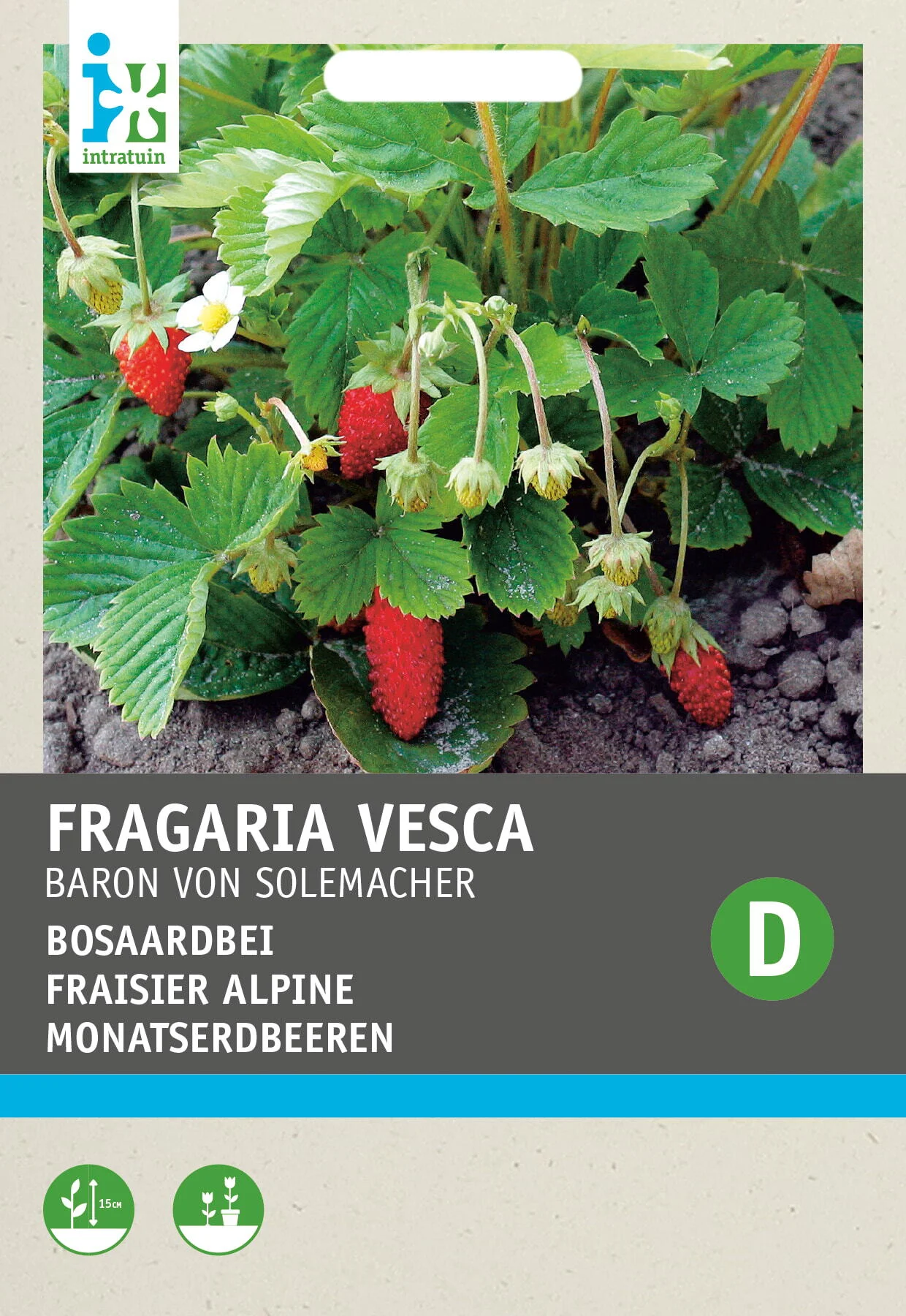 Intratuin fruitzaad Aardbei (Fragaria vesca 'Baron von Solemacher')