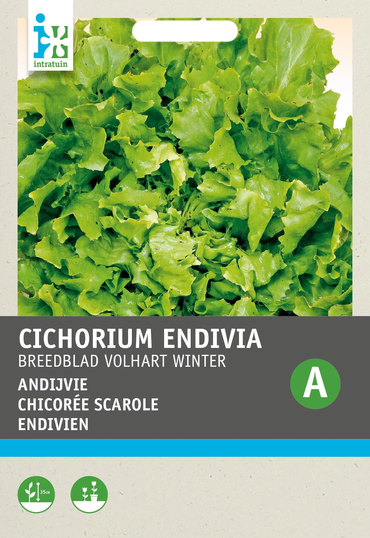 Intratuin groentezaad Andijvie (Cichorium endivia 'Breedblad Volhart')