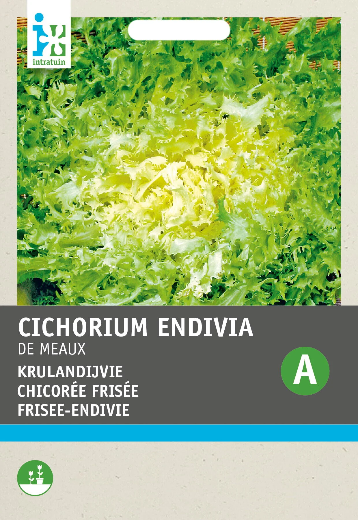 Intratuin groentezaad Krulandijvie (Cichorium endivia 'De Meaux')