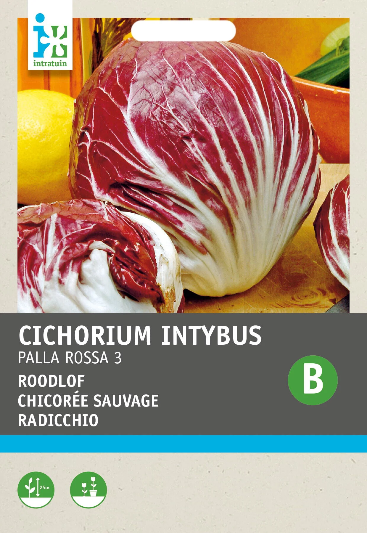 Intratuin groentezaad Roodlof (Cichorium endivia 'Pallo Rossa di Chioggia')