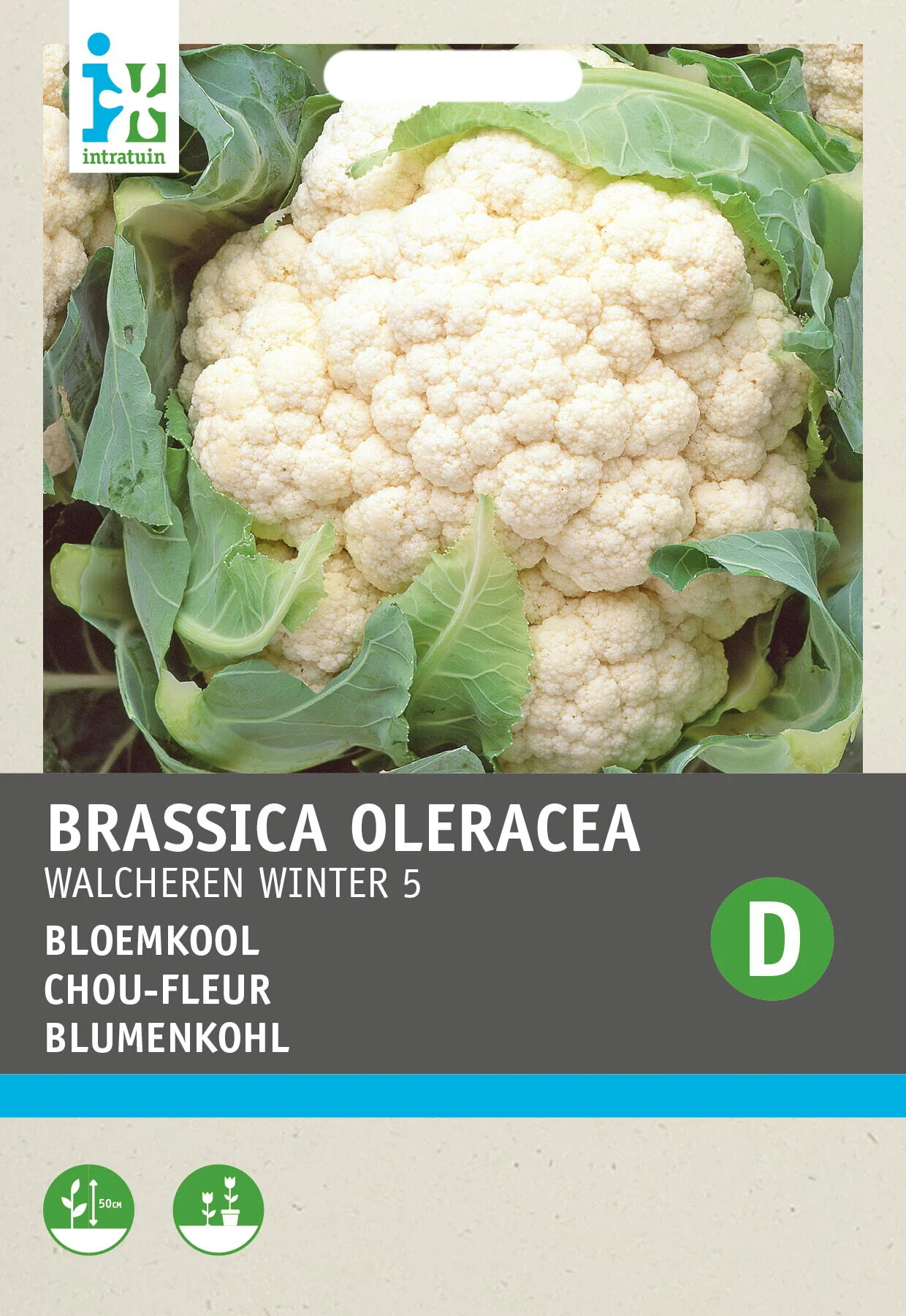 Intratuin groentezaad Winterbloemkool (Brassica oleracea 'Walcheren')