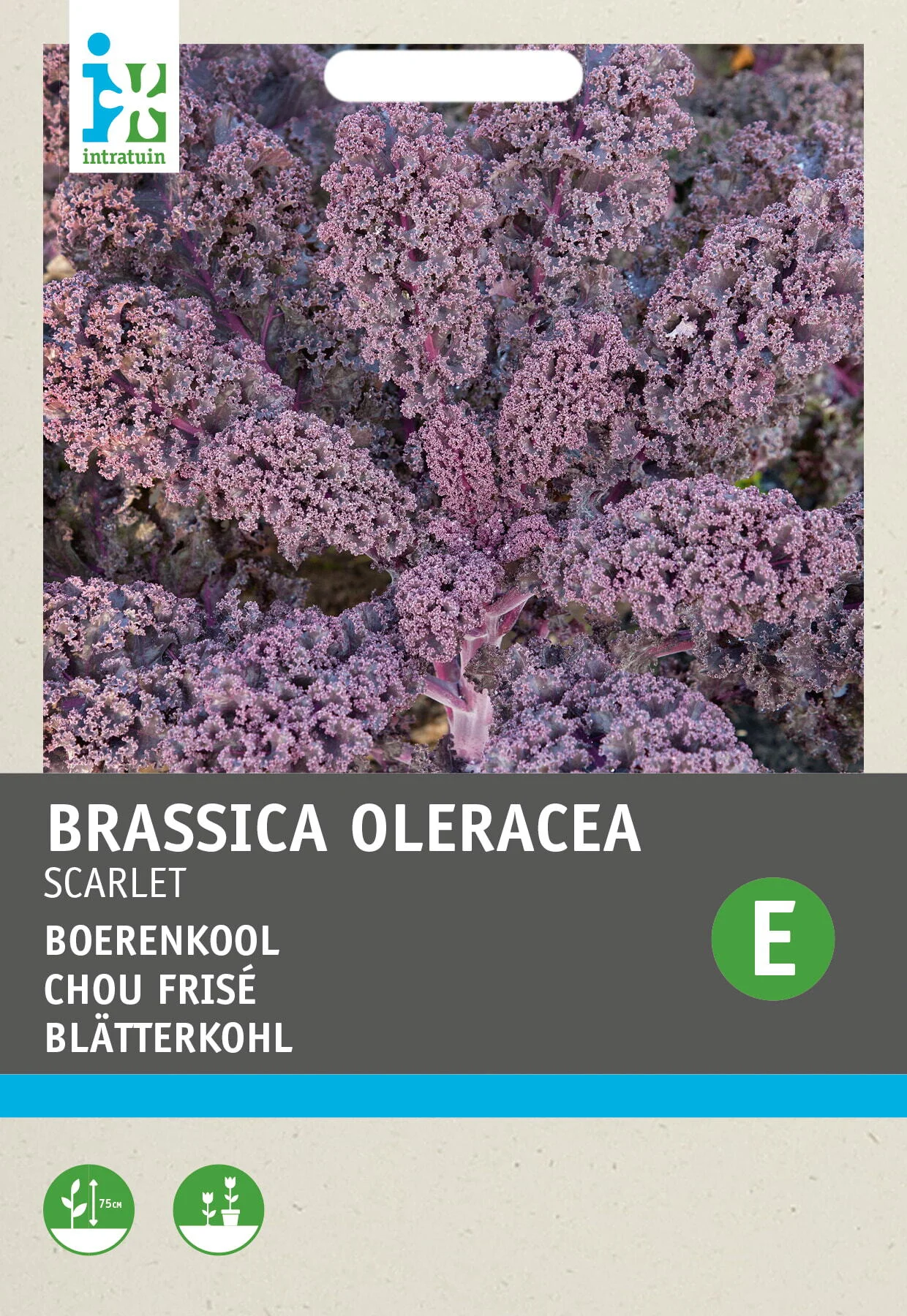 Intratuin groentezaad Boerenkool paars (Brassica oleracea 'Scarlet')