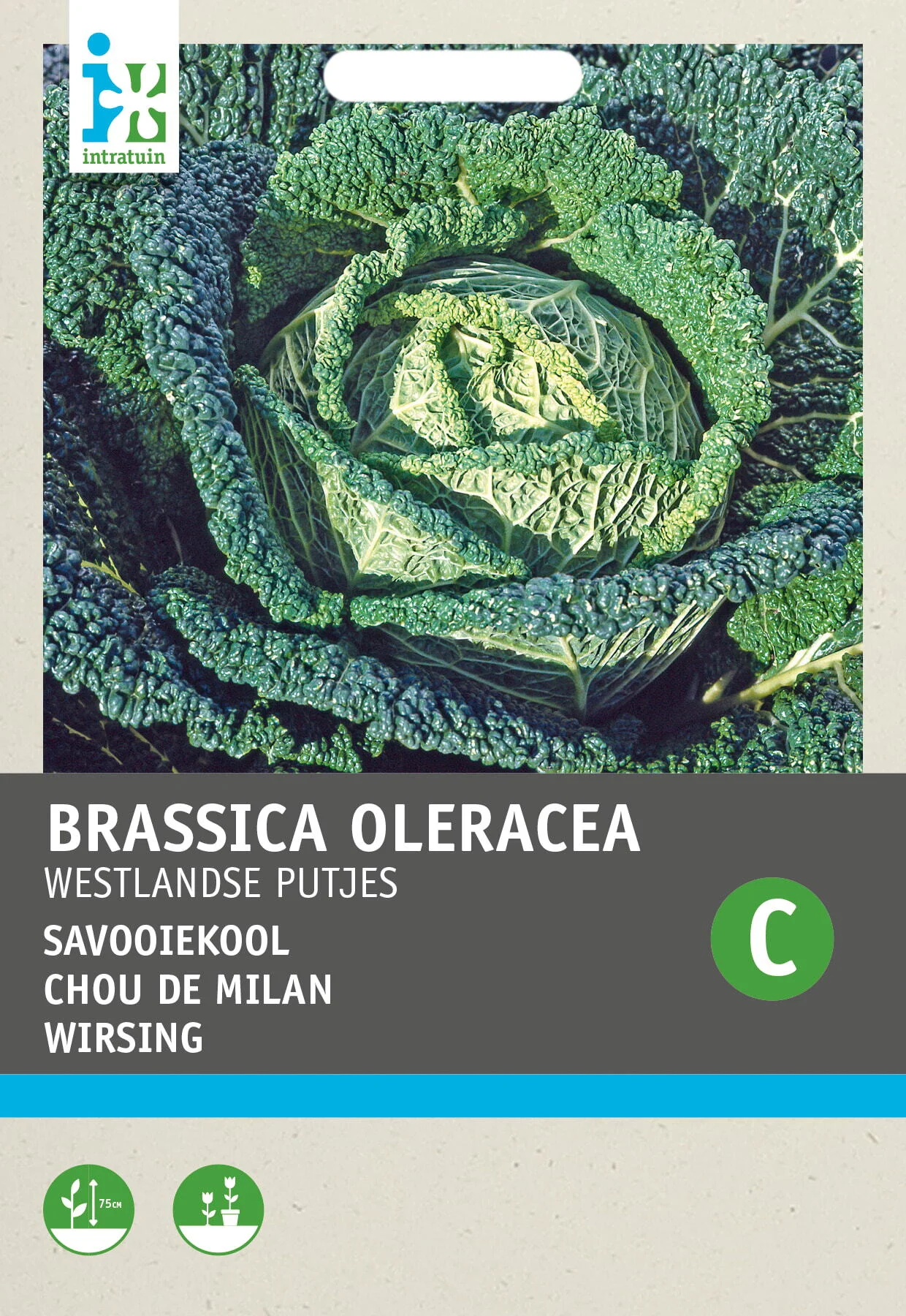 Intratuin groentezaad Savooiekool (Brassica oleracea 'Donkergroene Putjes')