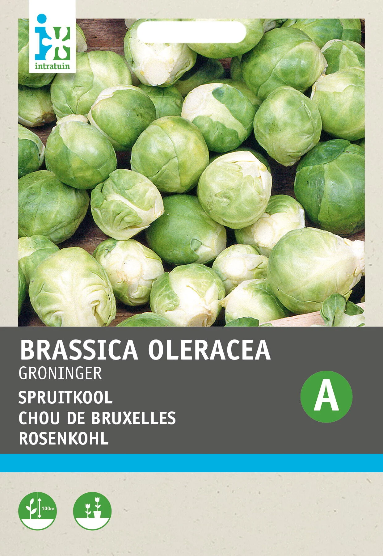 Intratuin groentezaad Spruitkool (Brassica oleracea 'Groninger Westland')
