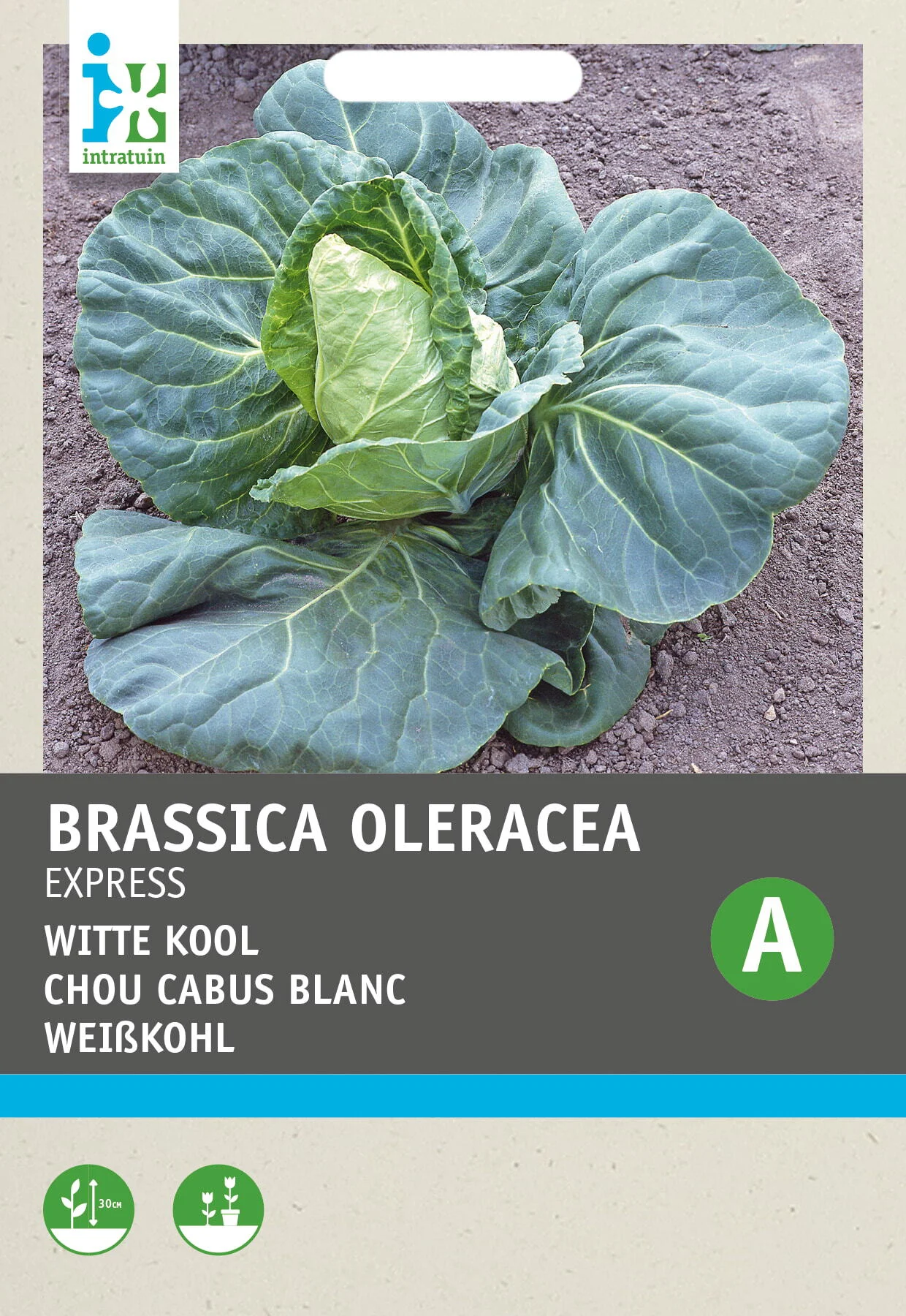 Intratuin groentezaad Witte kool vroege spitskool (Brassica oleracea 'Express')