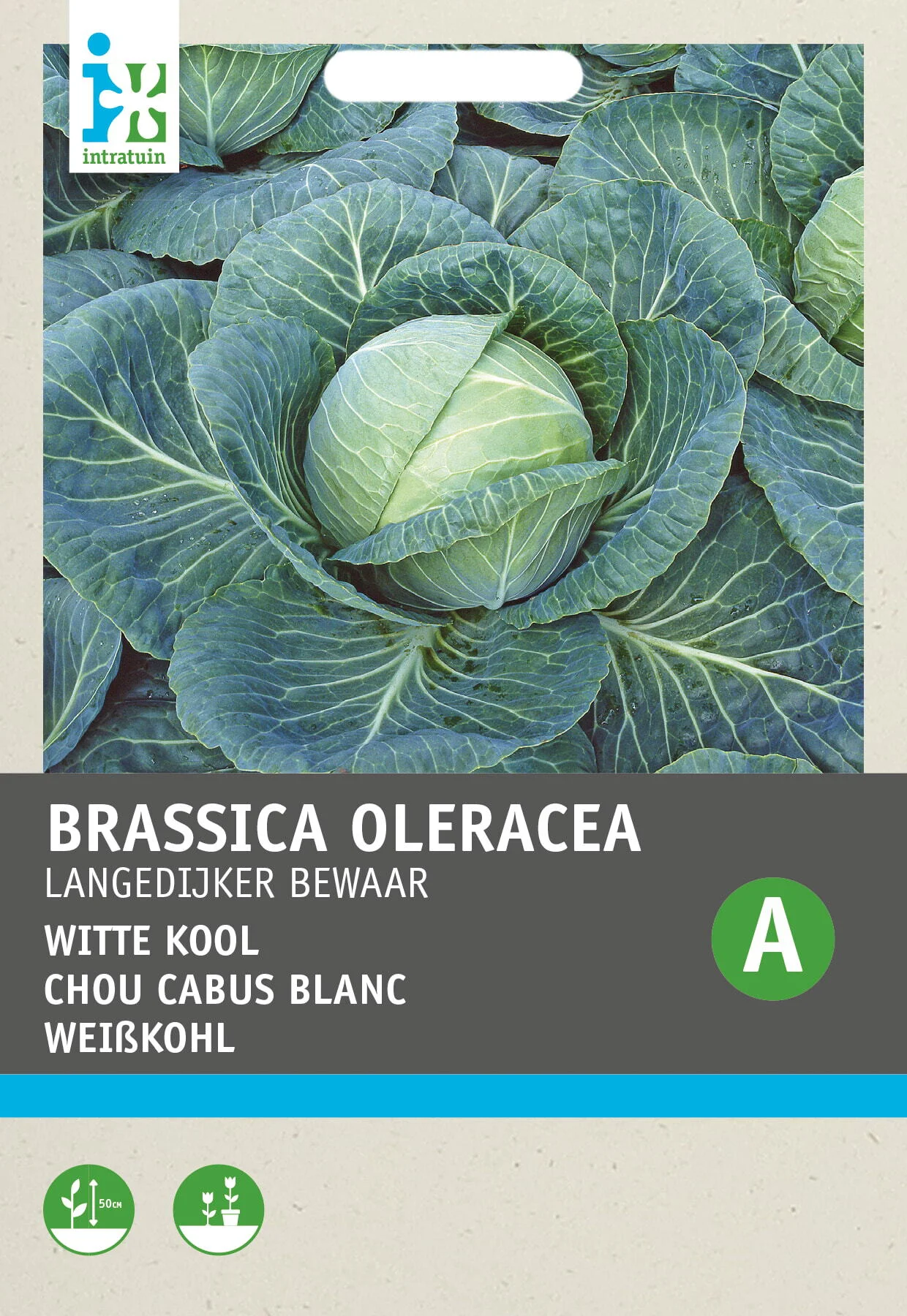 Intratuin groentezaad Witte kool (Brassica oleracea 'Langedijker Winter')
