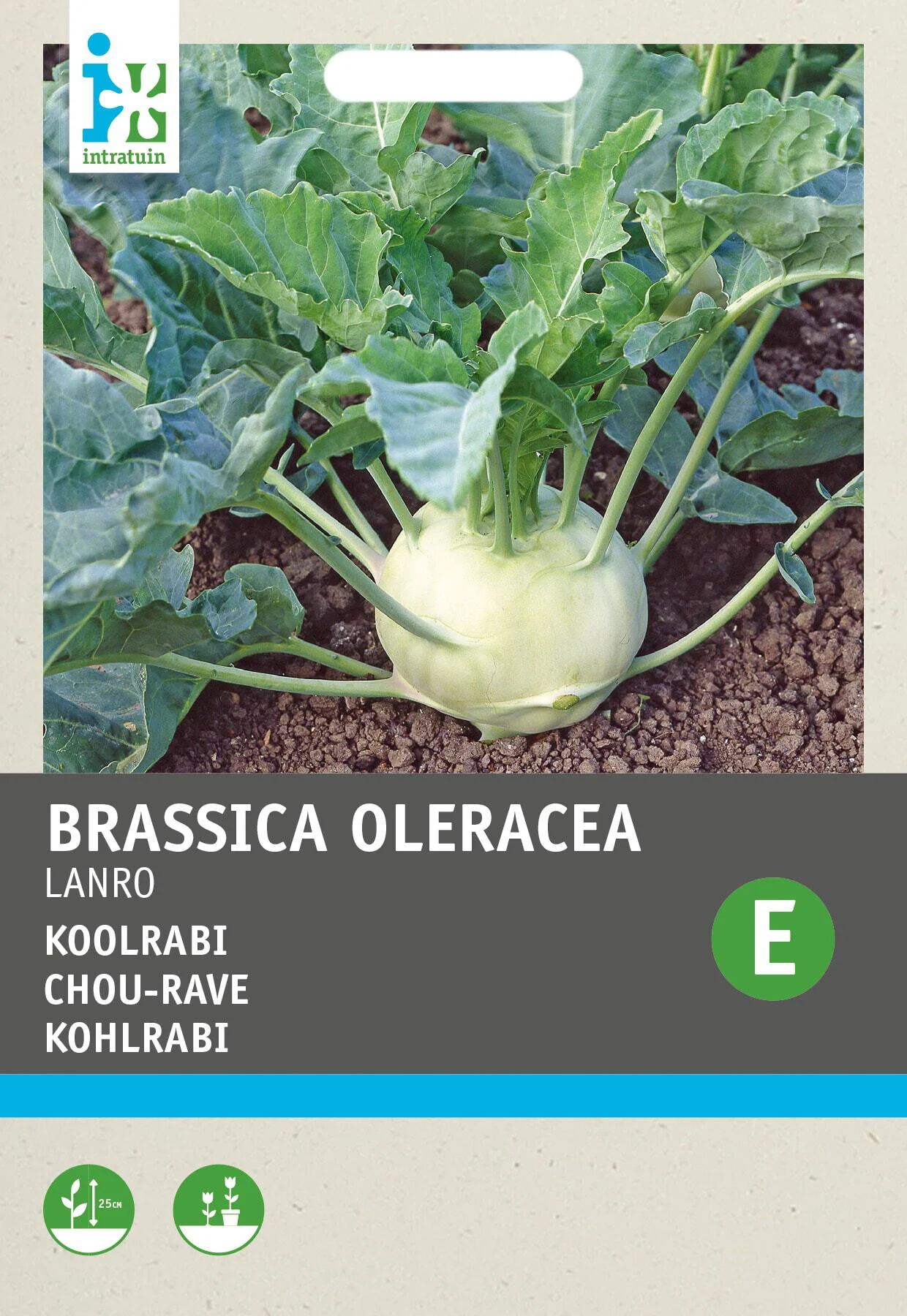 Intratuin groentezaad Koolrabi (Brassica oleracea 'Lanro')