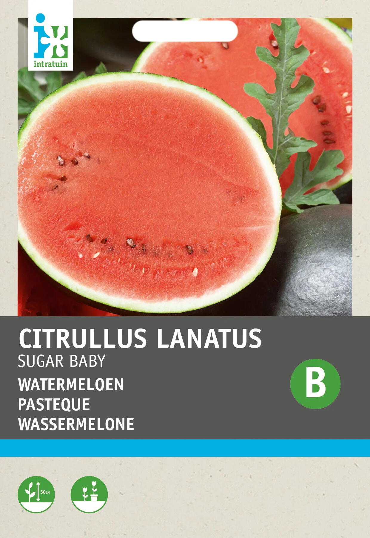 Intratuin fruitzaad Watermeloen (Citrullus lanatus 'Sugar Baby')