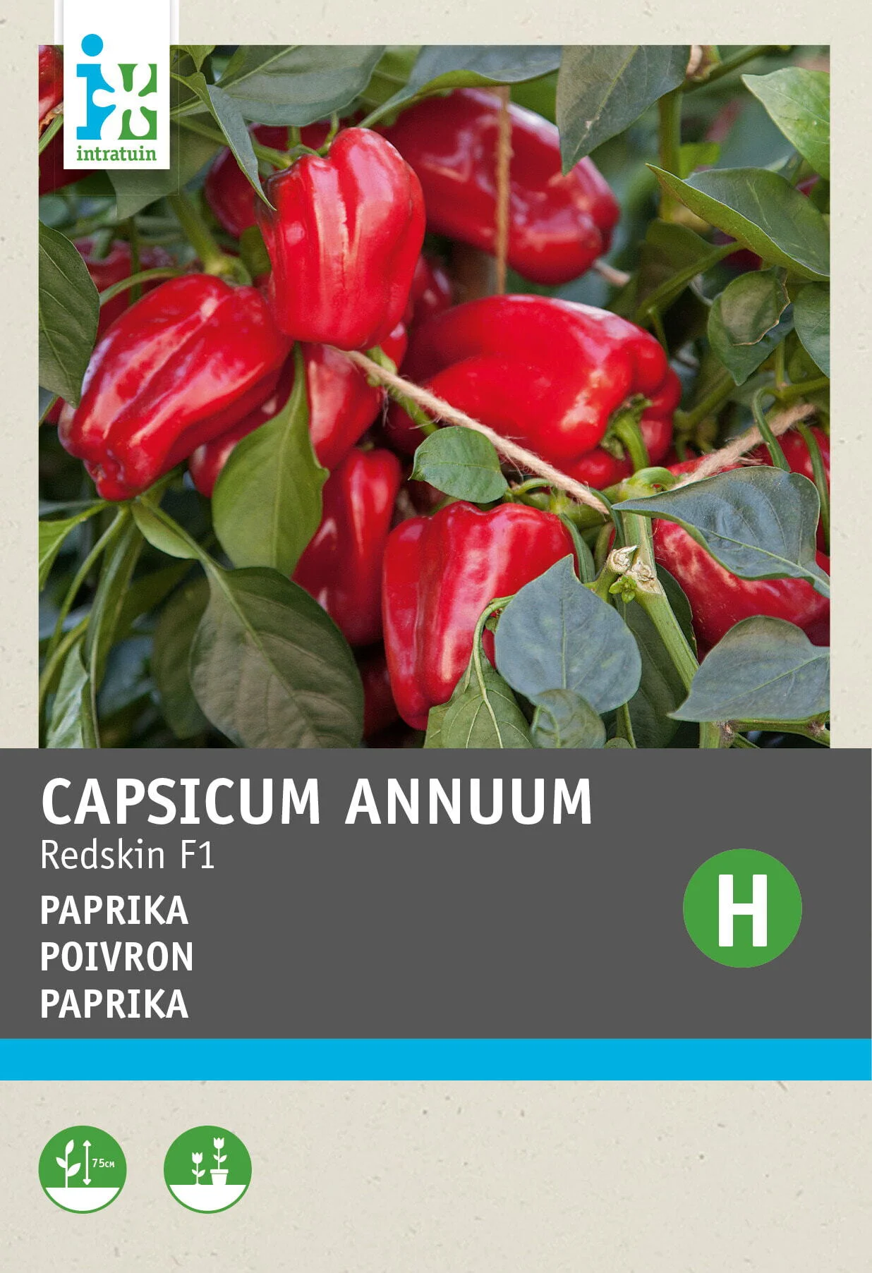 Intratuin groentezaad Snack-paprika (Capsicum annuum 'Snack Patio')