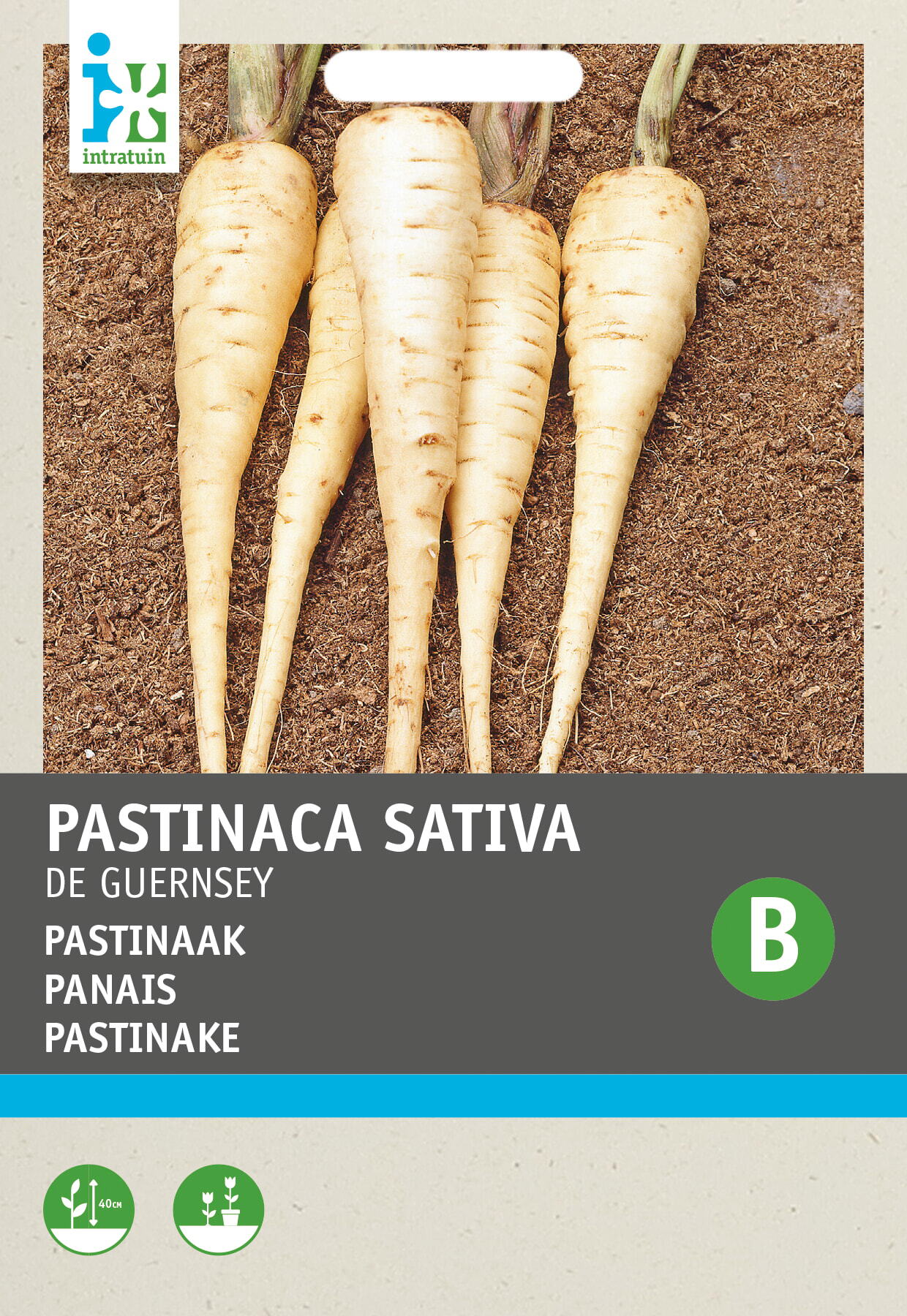 Intratuin groentezaad Pastinaak (Pastinaca sativa 'Guernsey')