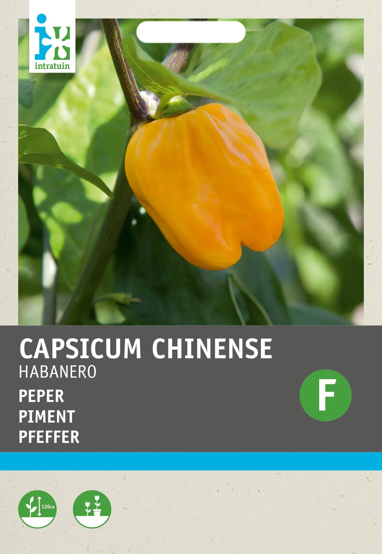 Intratuin groentezaad Peper (Capsicum annuum 'Habenero Oranje')