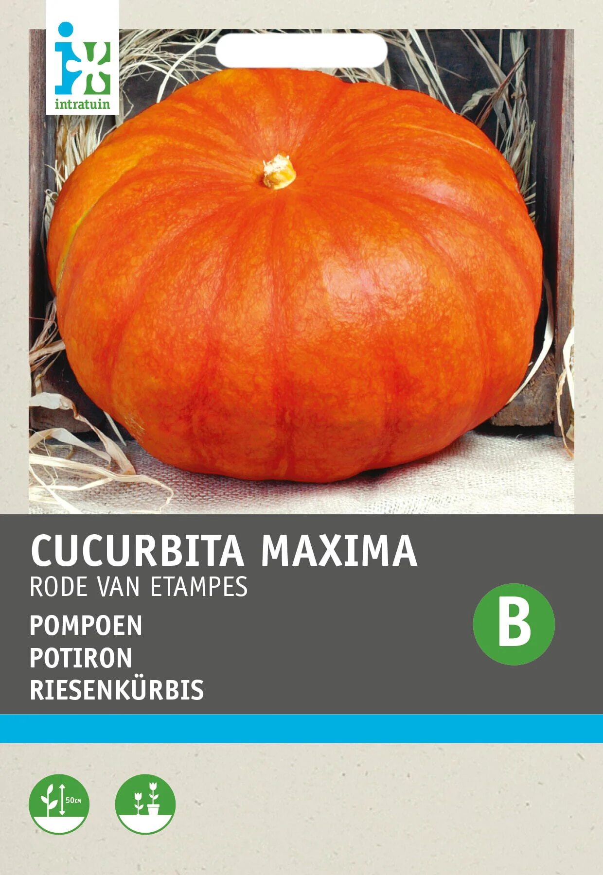 Intratuin groentezaad Pompoen (Cucurbita maxima 'Rode van Etampes')
