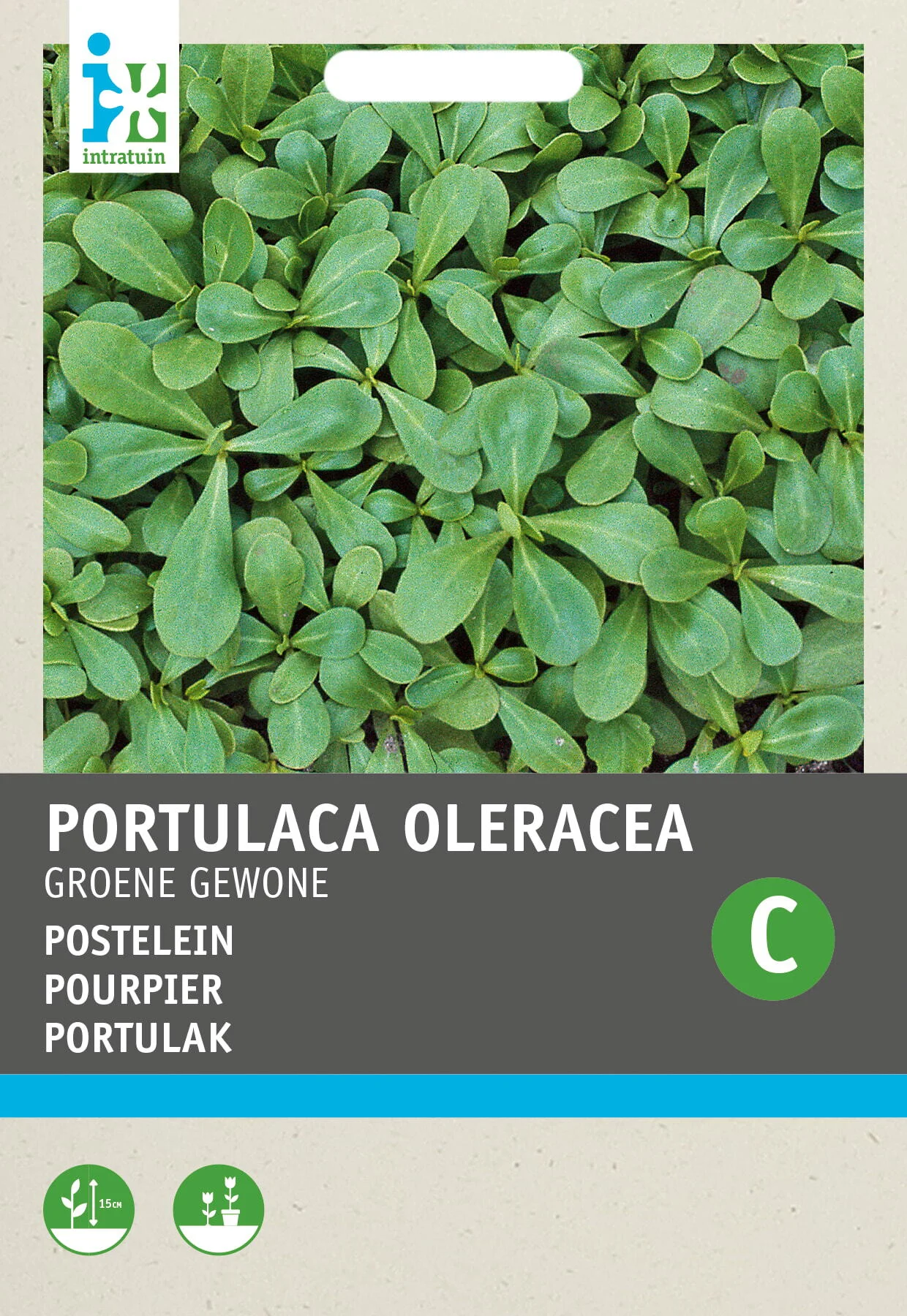 Intratuin groentezaad Postelein (Portulaca oleracea 'Gewone Groene')