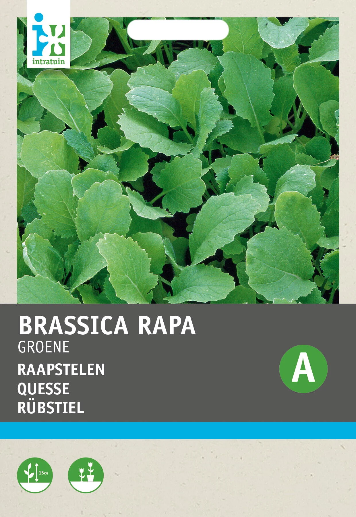 Intratuin groentezaad Raapstelen groen (Brassica rapa)