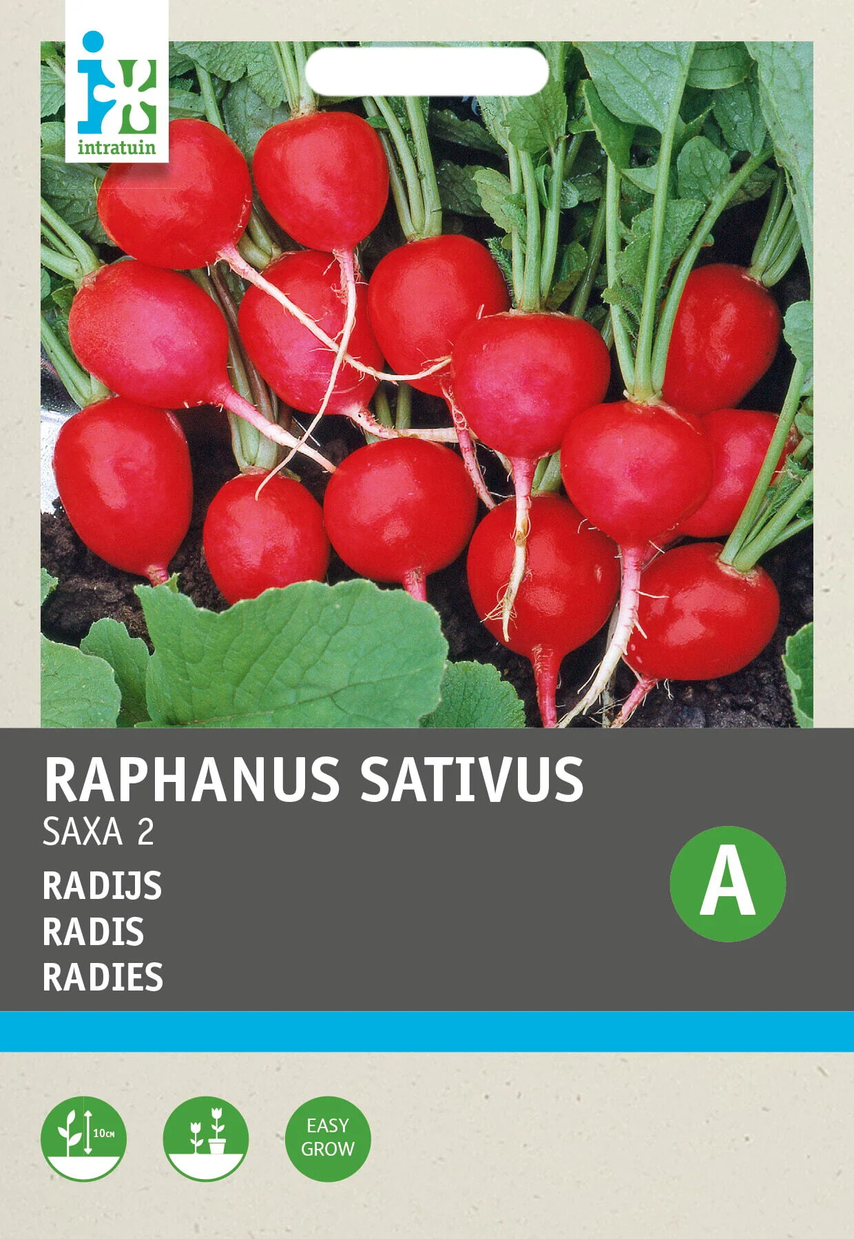 Intratuin groentezaad Radijs (Raphanus sativus 'Saxa')