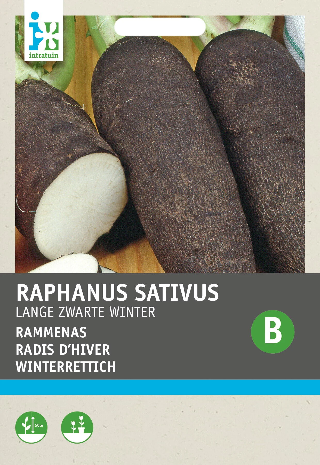 Intratuin groentezaad Rammenas (Raphanus sativus 'Lange Zwarte Winter')