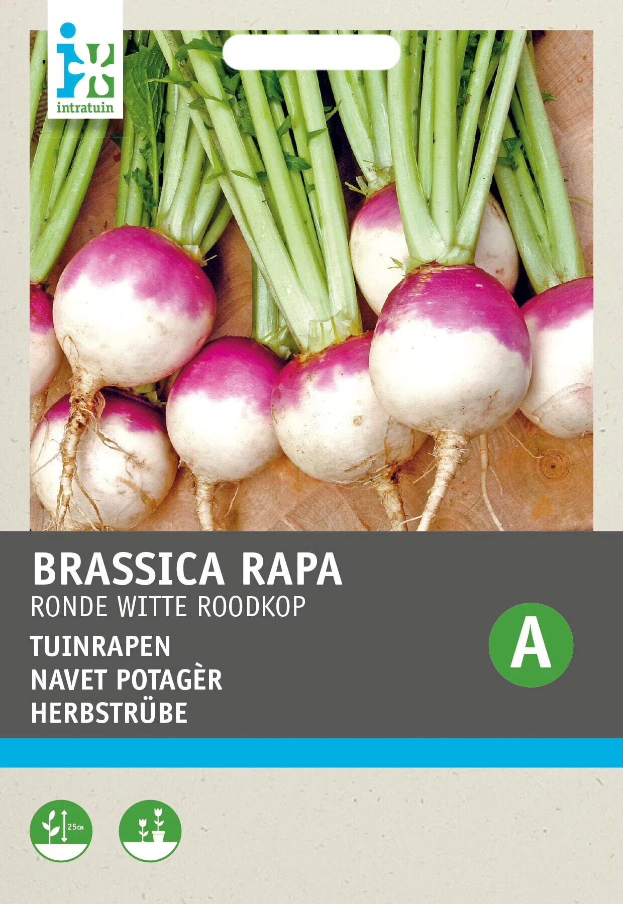 Intratuin groentezaad Tuinrapen (Brassica rapa 'Ronde Witte Roodkop')