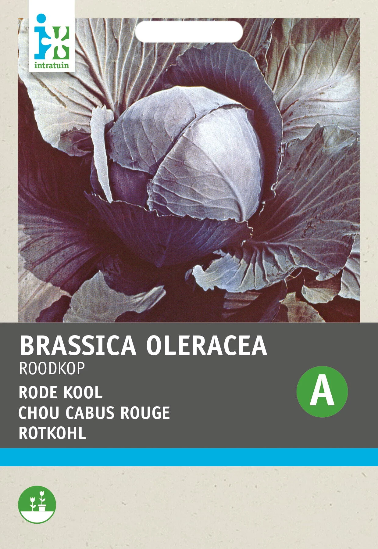 Intratuin groentezaad Rode kool (Brassica oleracea 'Roodkop')