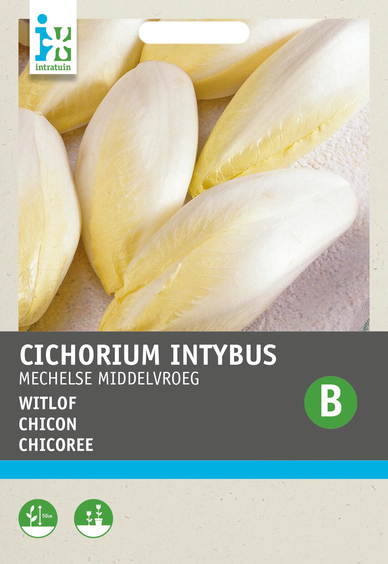 Intratuin groentezaad Witlof (Cichorium intybus 'Mechelse Middelvroeg')
