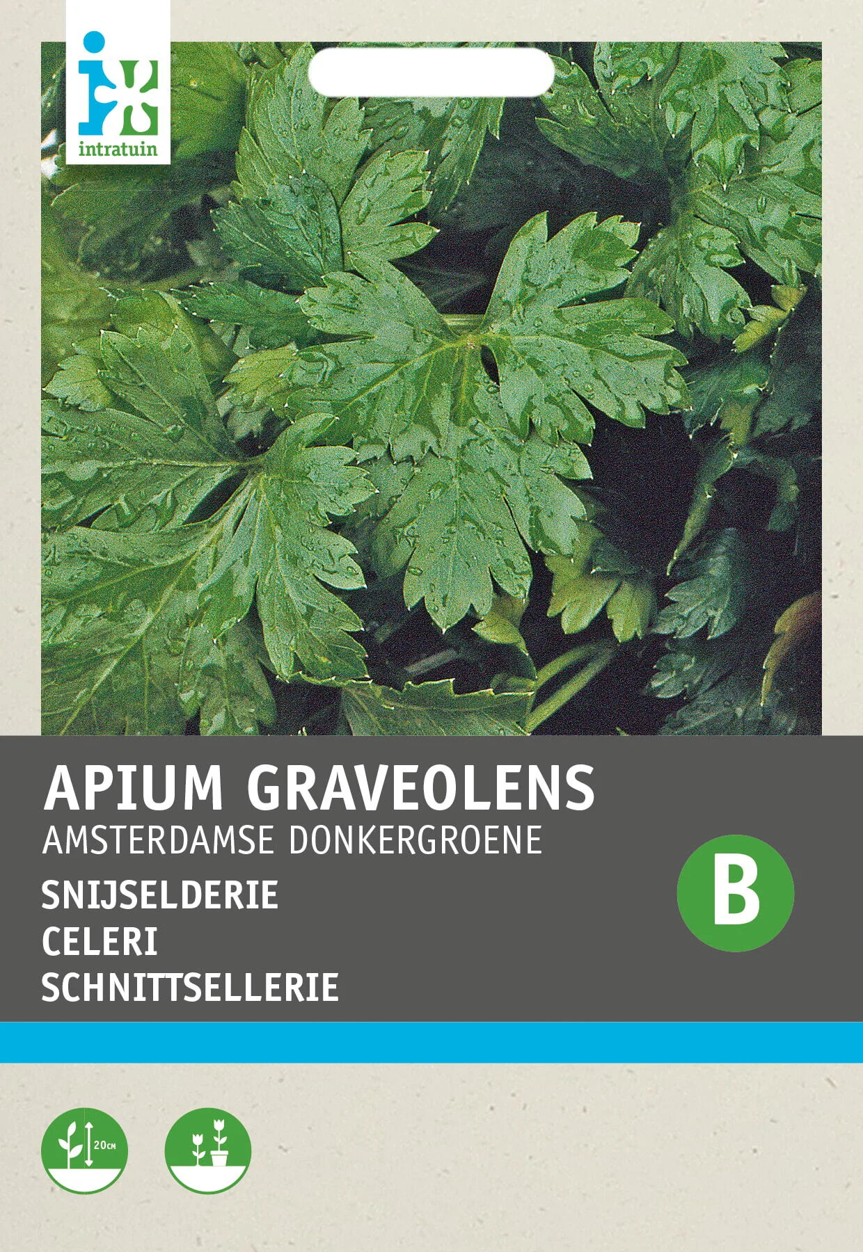 Intratuin groentezaad Snijselderij (Apium graveolens 'Amsterdamse Fijnblad')