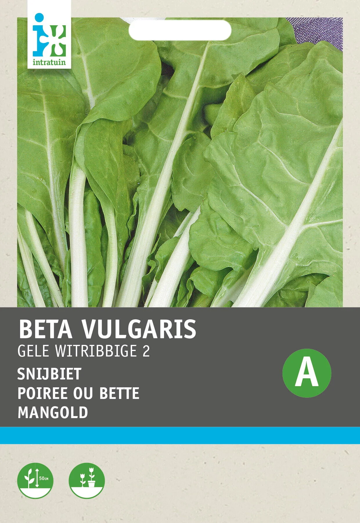 Intratuin groentezaad Snijbiet (Beta vulgaris 'Gele Witribbige')