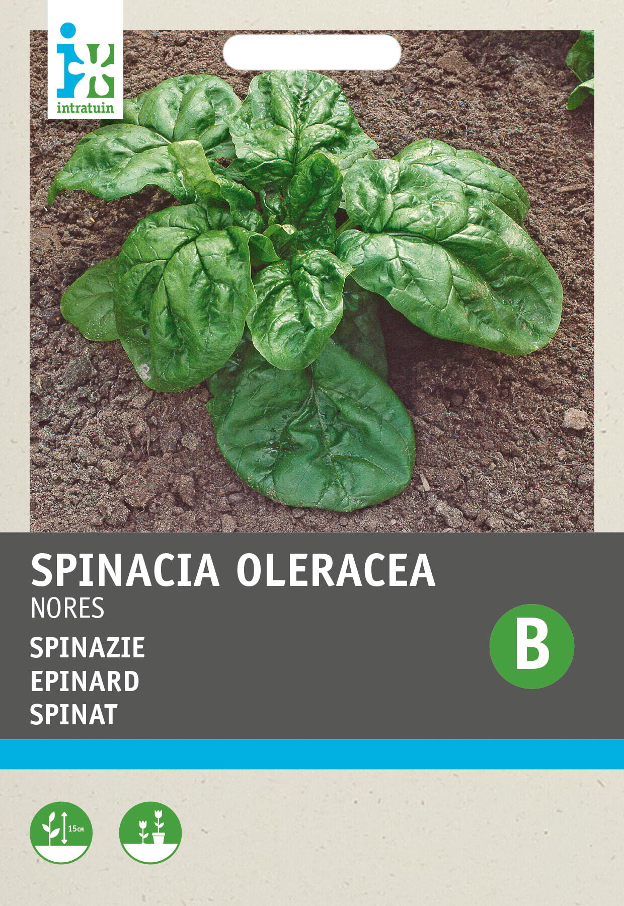 Intratuin groentezaad Spinazie rond zaad (Spinacia oleracea 'Nores')