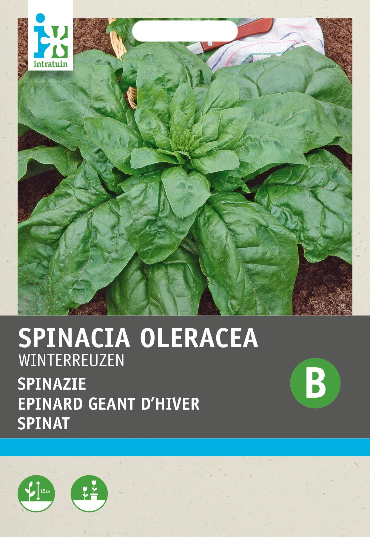 Intratuin groentezaad Spinazie rond zaad (Spinacia oleracea 'Winterreuzen')