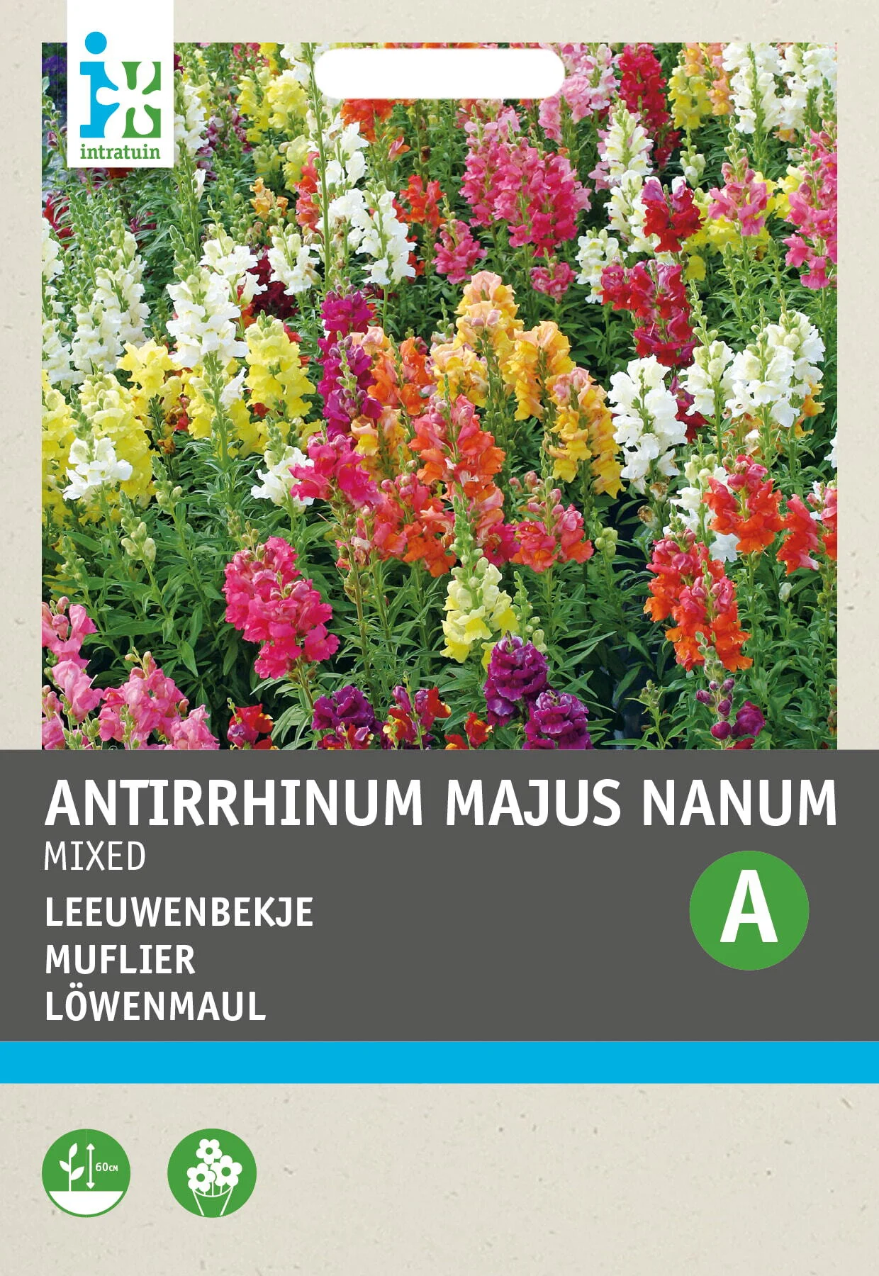 Intratuin bloemenzaad Leeuwenbek kleurenmengsel (Anthirrhinum majus 'Nanum')