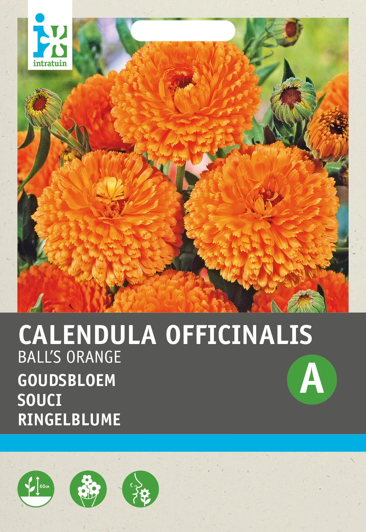 Intratuin bloemenzaad Goudsbloem dubbel oranje (Calendula officinalis 'Ball's Oranje')