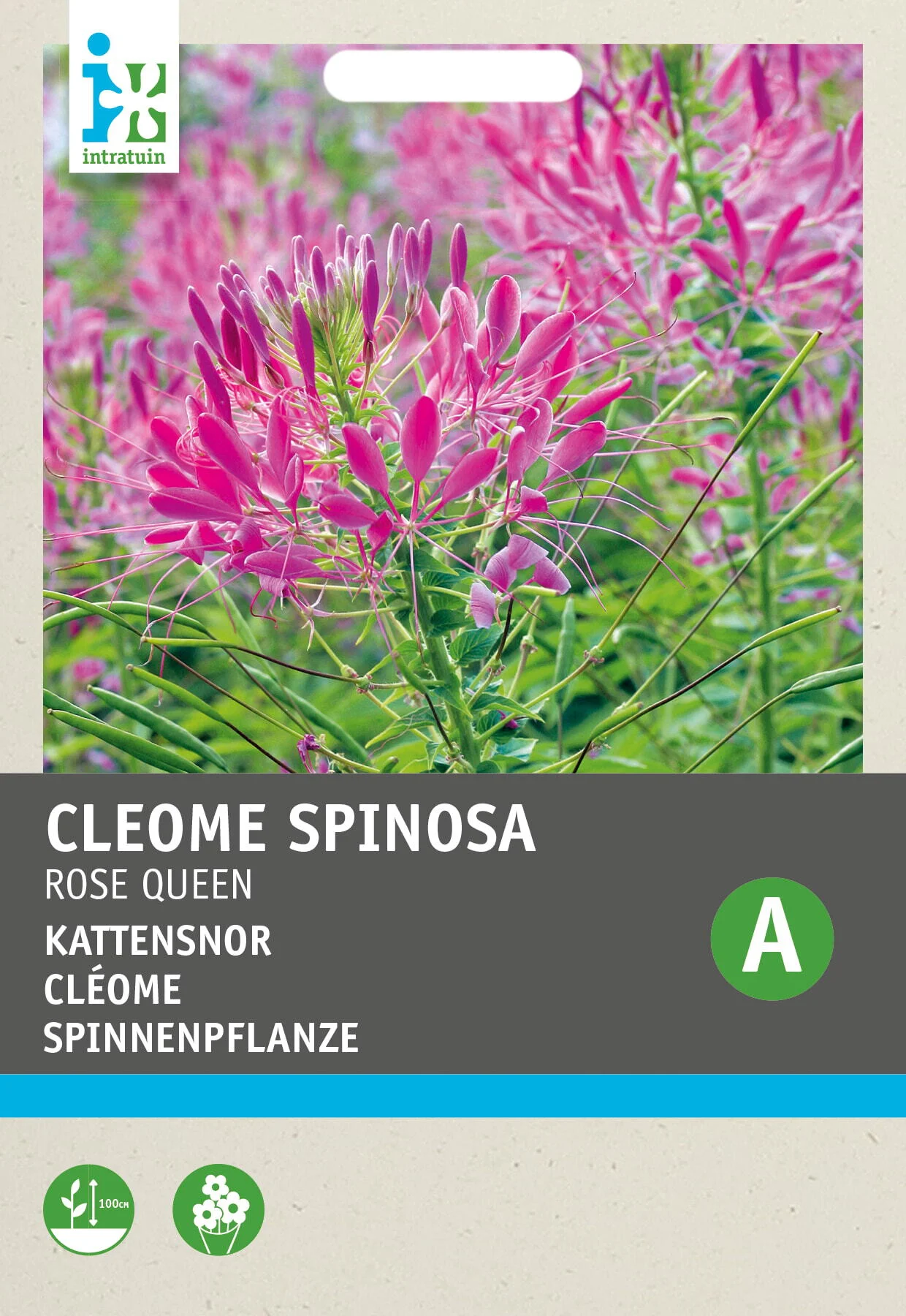 Intratuin bloemenzaad Kattensnor (Cleome spinosa 'Rose Queen')