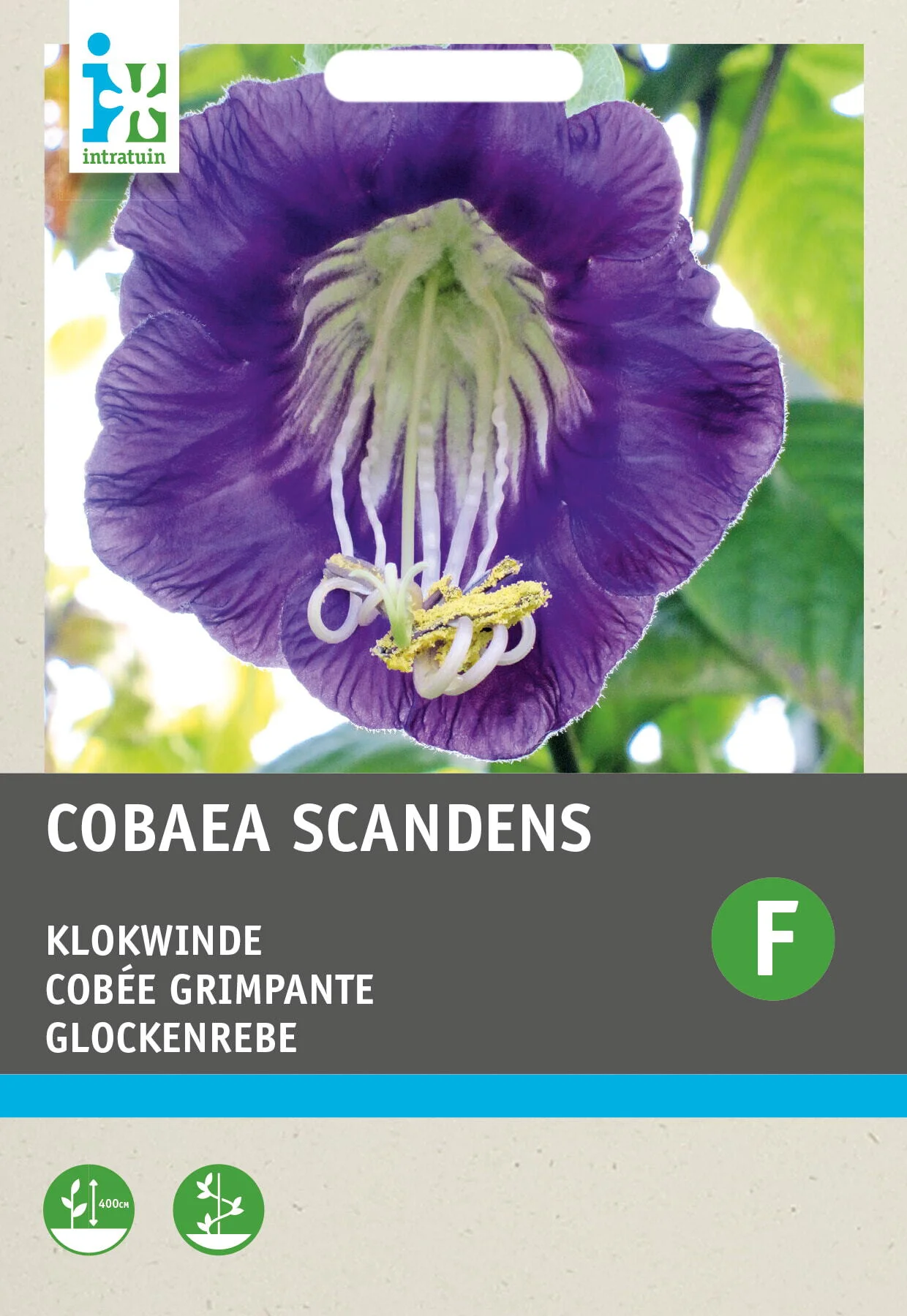 Intratuin bloemenzaad Klokwinde violetblauw (Cobaea scandens)