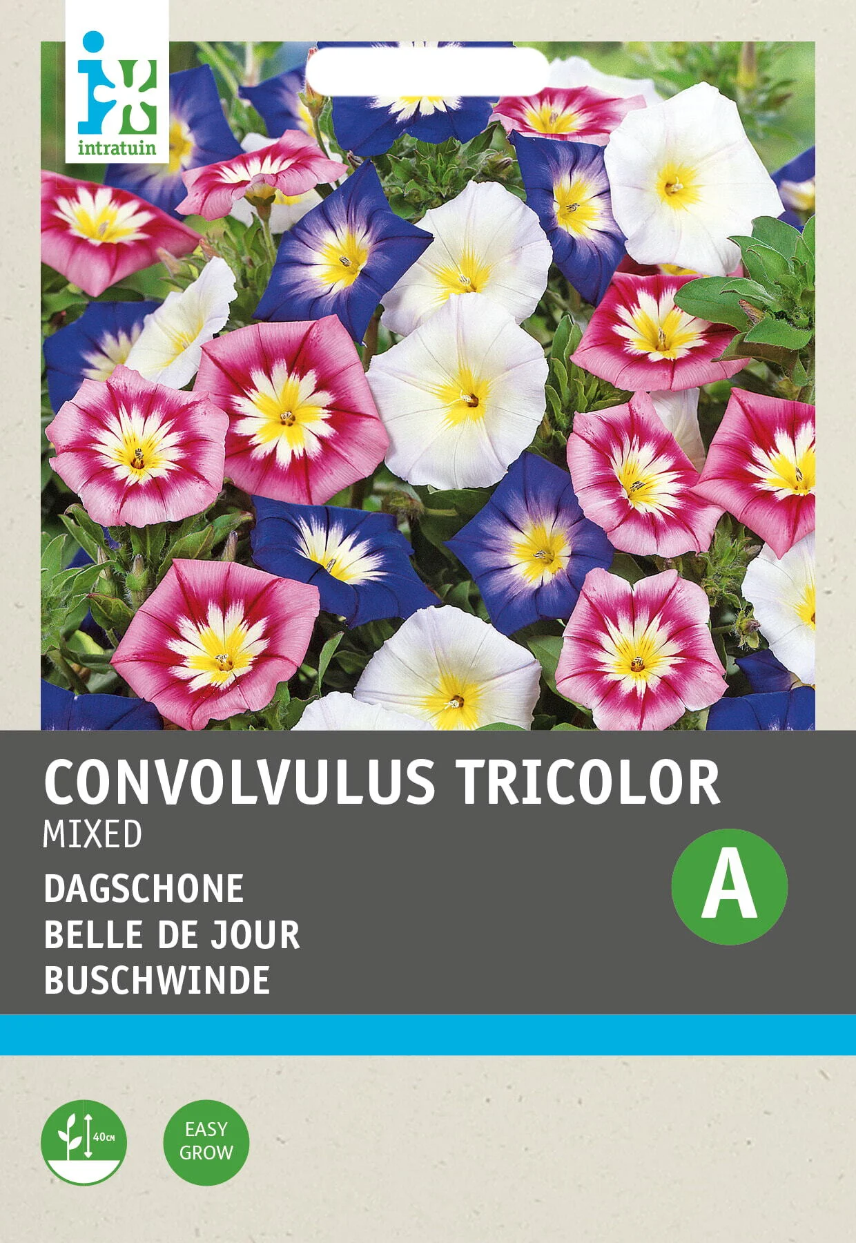 Intratuin bloemenzaad Dagschone gemengd (Convolvulus tricolor)