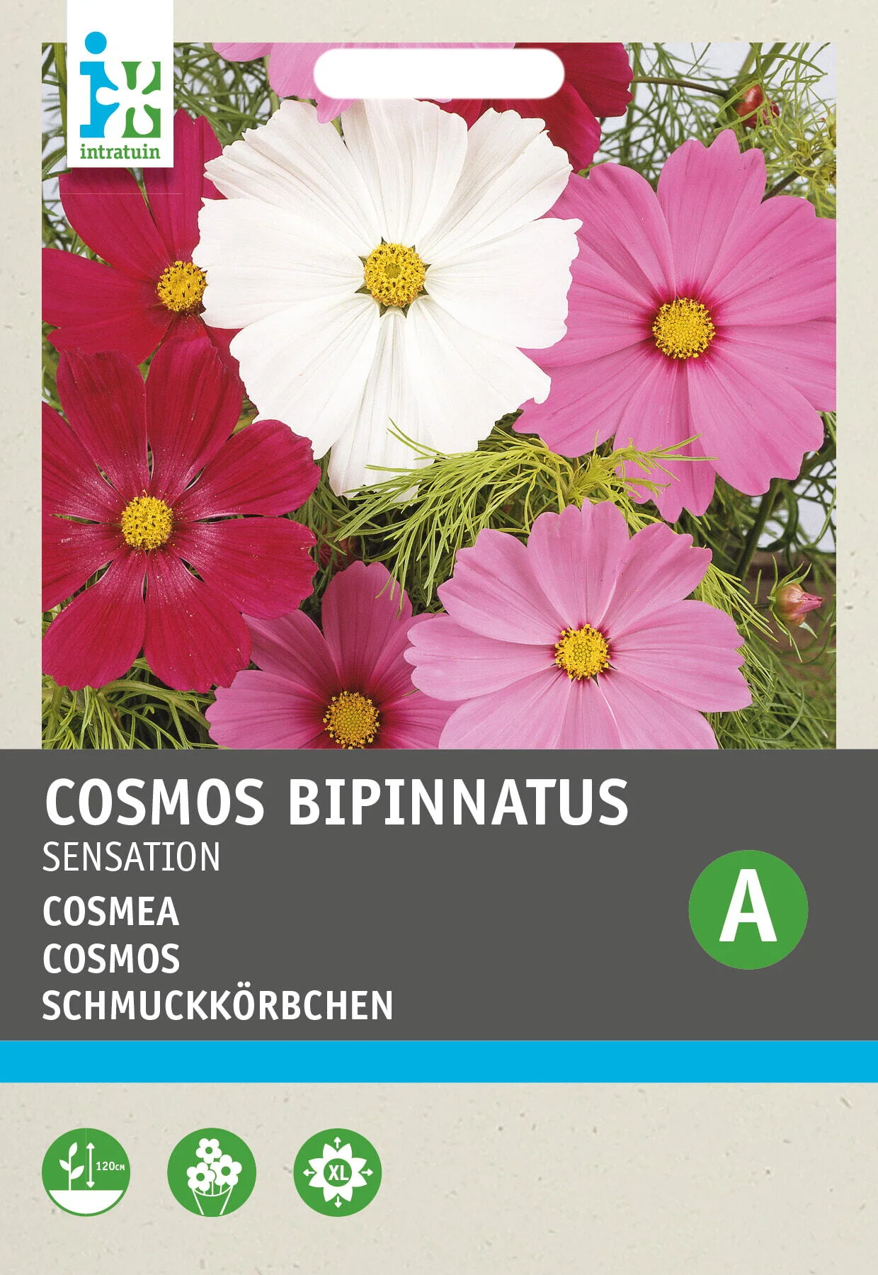 Intratuin bloemenzaad Cosmea (Cosmos bipinnatus 'Sensation')