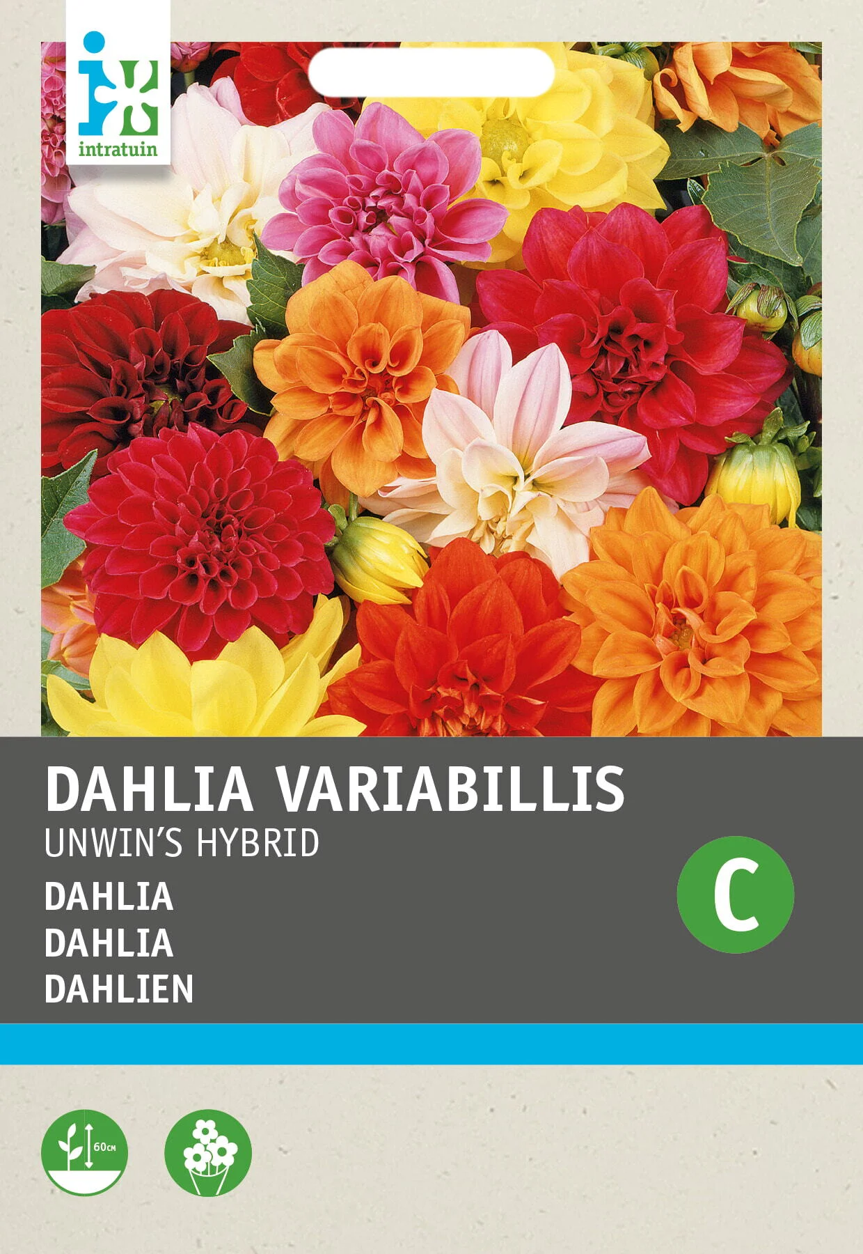 Intratuin bloemenzaad Dahlia (Dahlia variabilis 'Unwin's Hybride'))