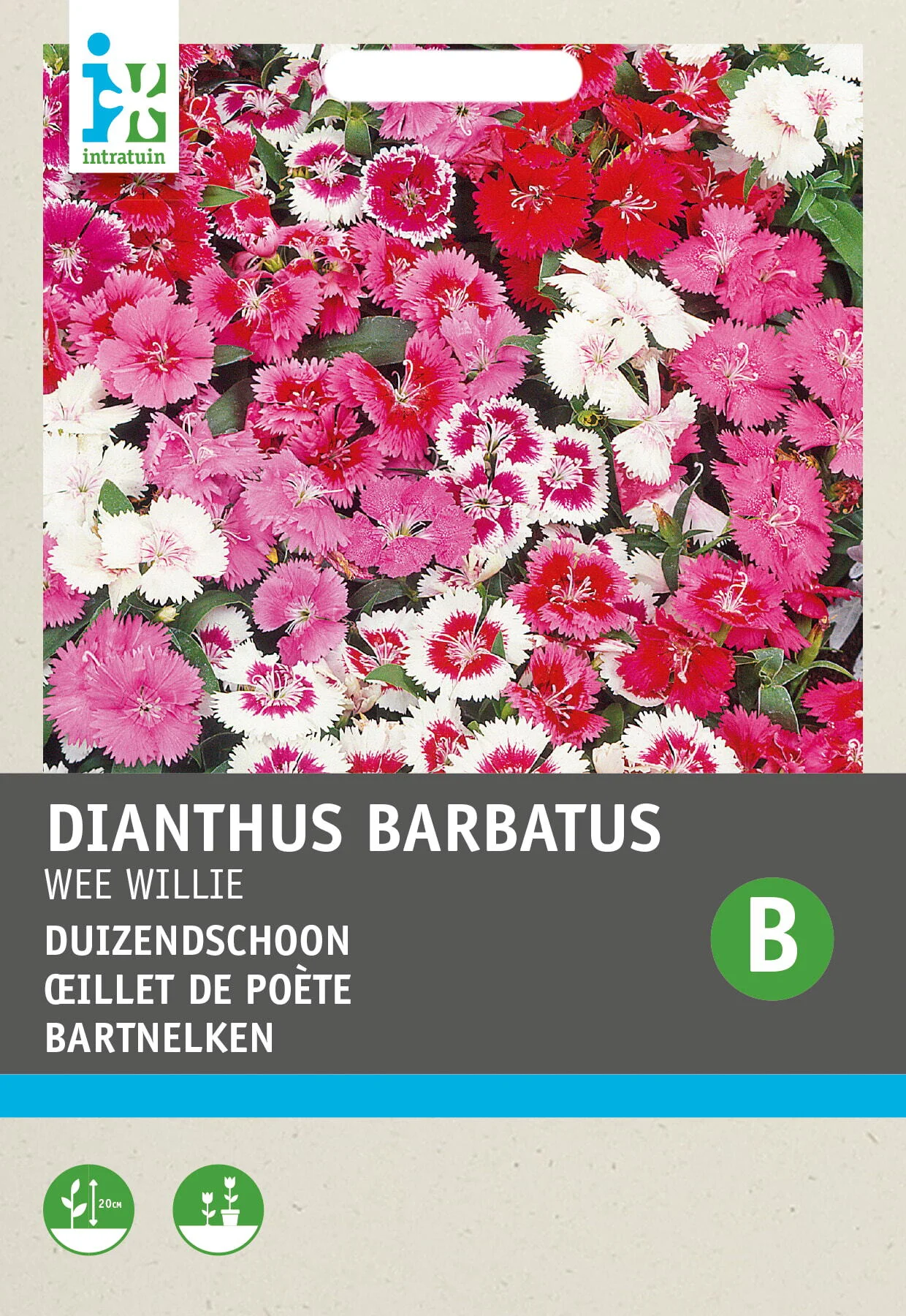 Intratuin bloemenzaad Duizendschoon (Dianthus barbatus 'Wee Willie')