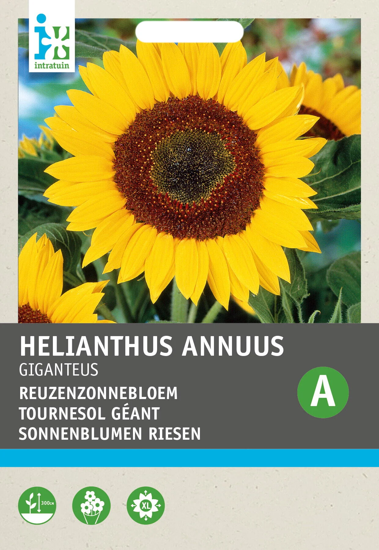 Intratuin bloemenzaad Reuzenzonnebloem (Helianthus annuus 'Giganteus')