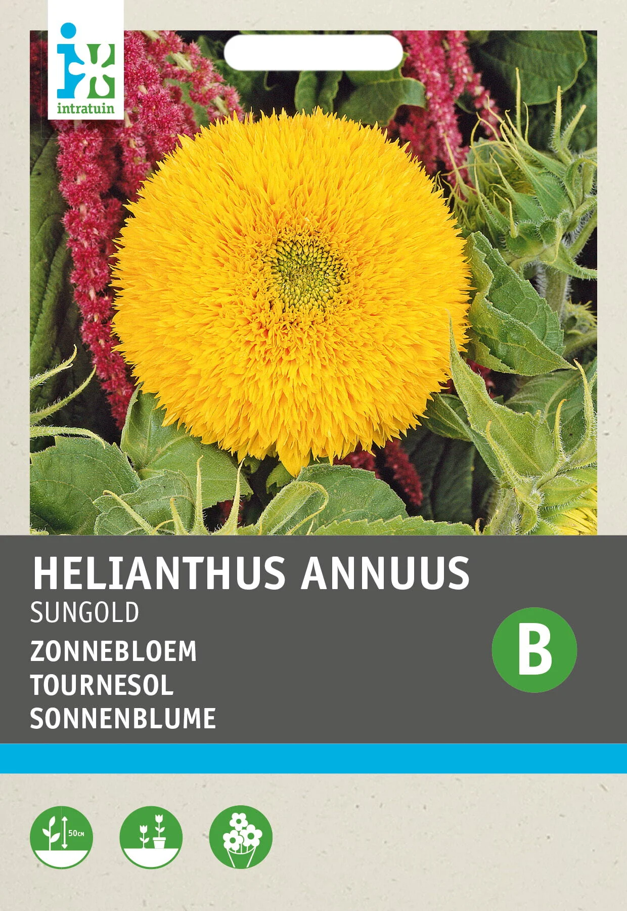 Intratuin bloemenzaad (Helianthus annuus 'Sungold')