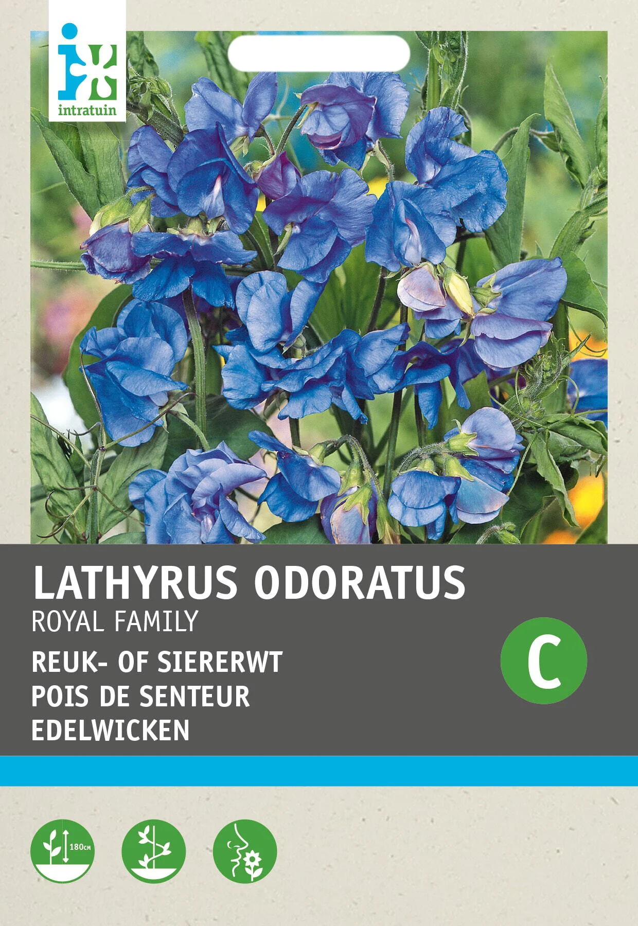 Intratuin bloemenzaad Siererwt blauw (Lathyrus odoratus 'Royal Family')
