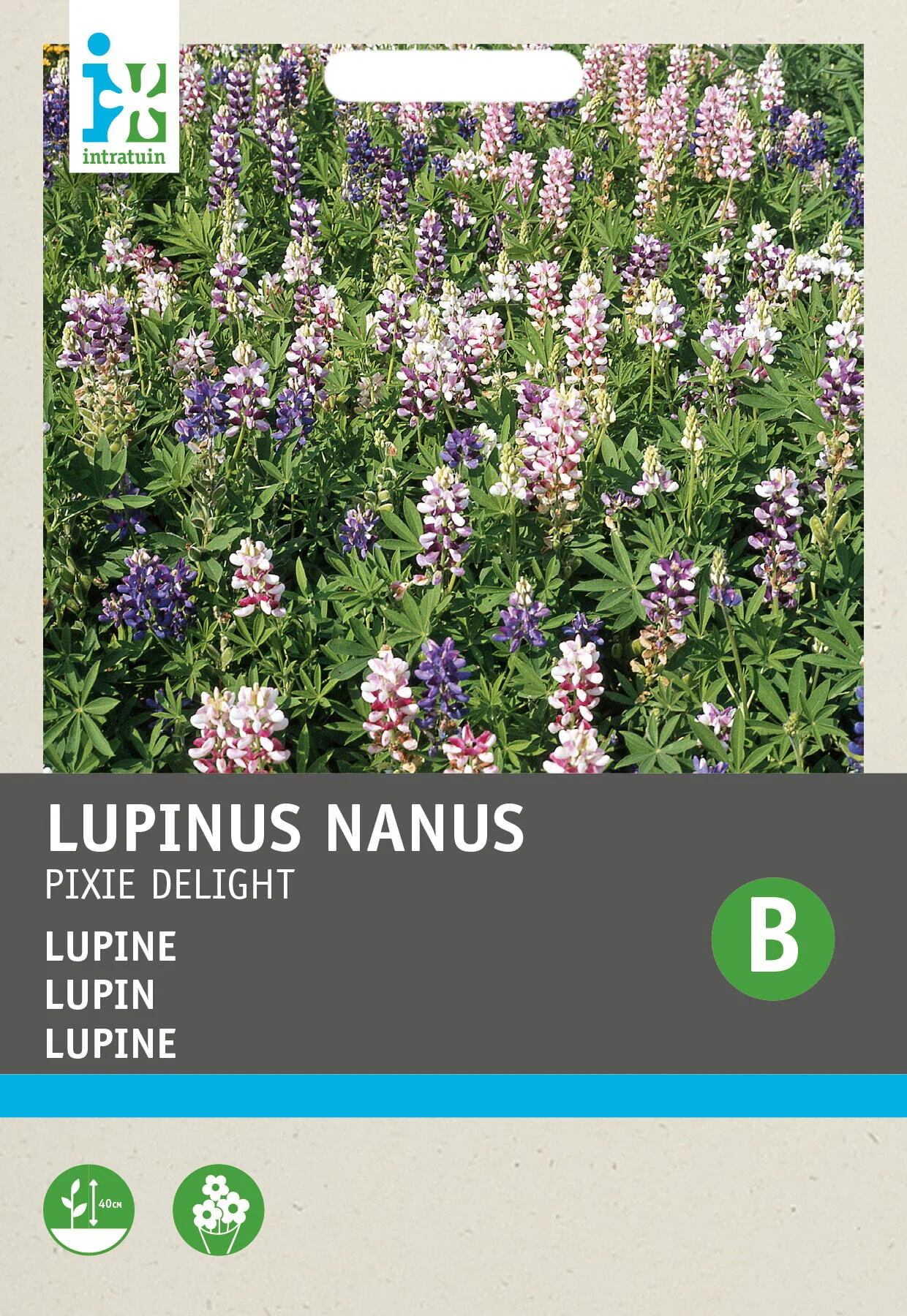 Intratuin groentezaad Lupine (Lupinus nanus 'Pixie Delight')