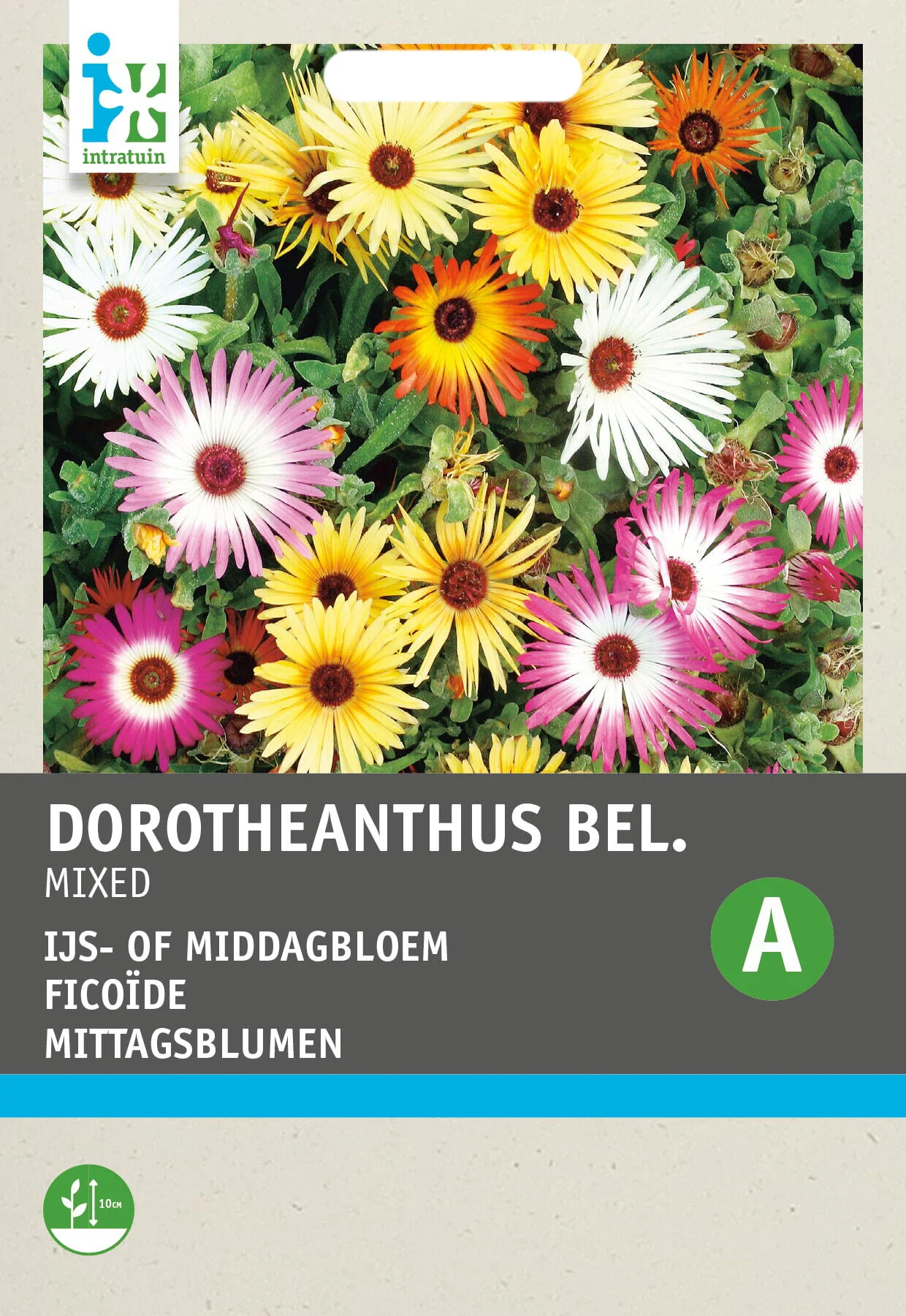 Intratuin bloemenzaad IJsbloemen gemengd (Mesembryanthemum bellidiformis)