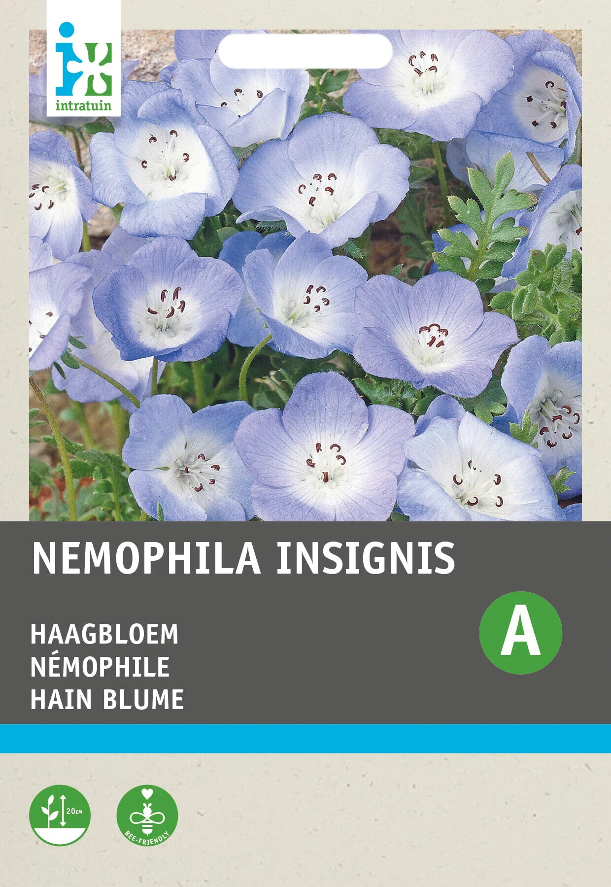 Intratuin bloemenzaad Bosliefje hemelsblauw (Nemophila insignis)