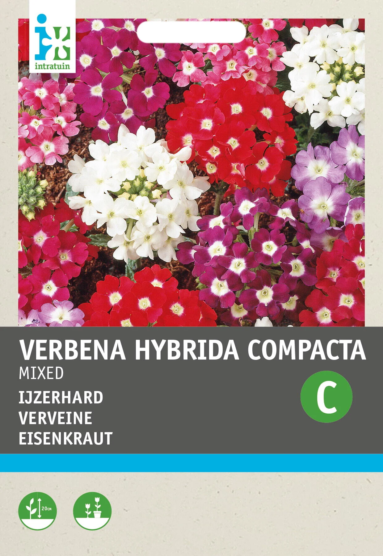 Intratuin bloemenzaad IJzerhard gemengd (Verbena hybrida compacta)