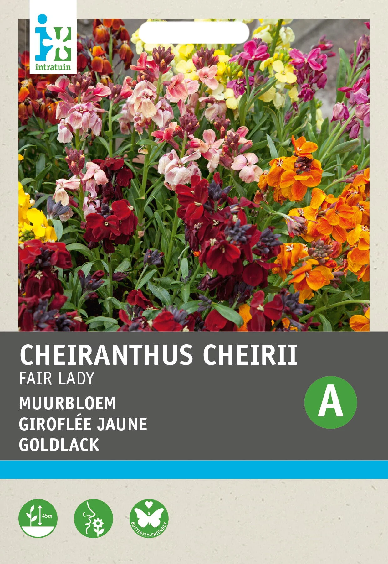 Intratuin bloemenzaad Muurbloem (Cheiranthus cheirri 'Fair Lady')